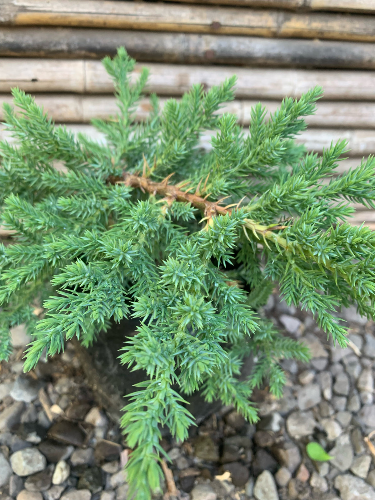 Junípero San José - Juníperus Squamata