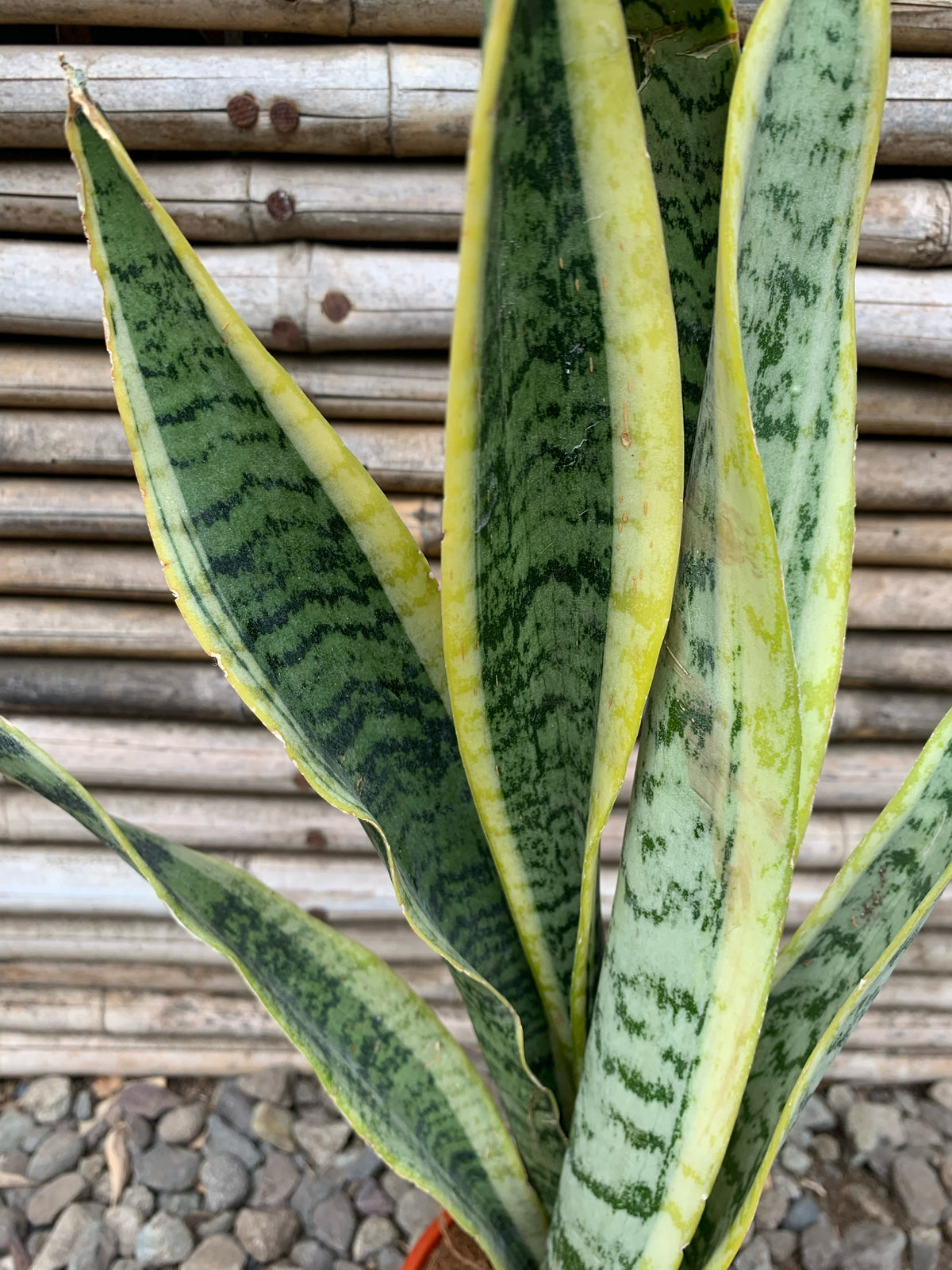 Sansevieria (35-40 cm)