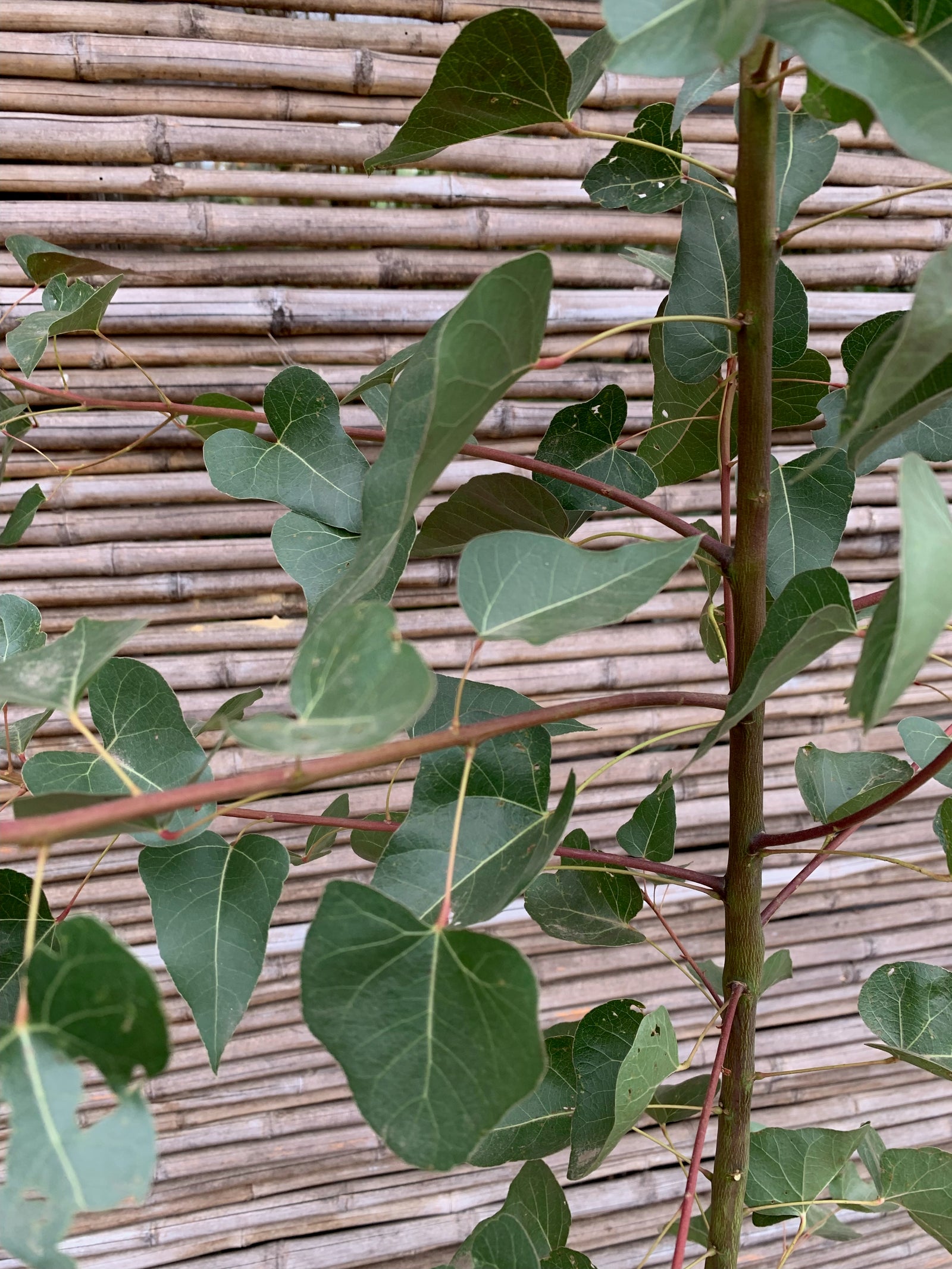 Brachichito - Brachychiton (1.5m-2.0m)