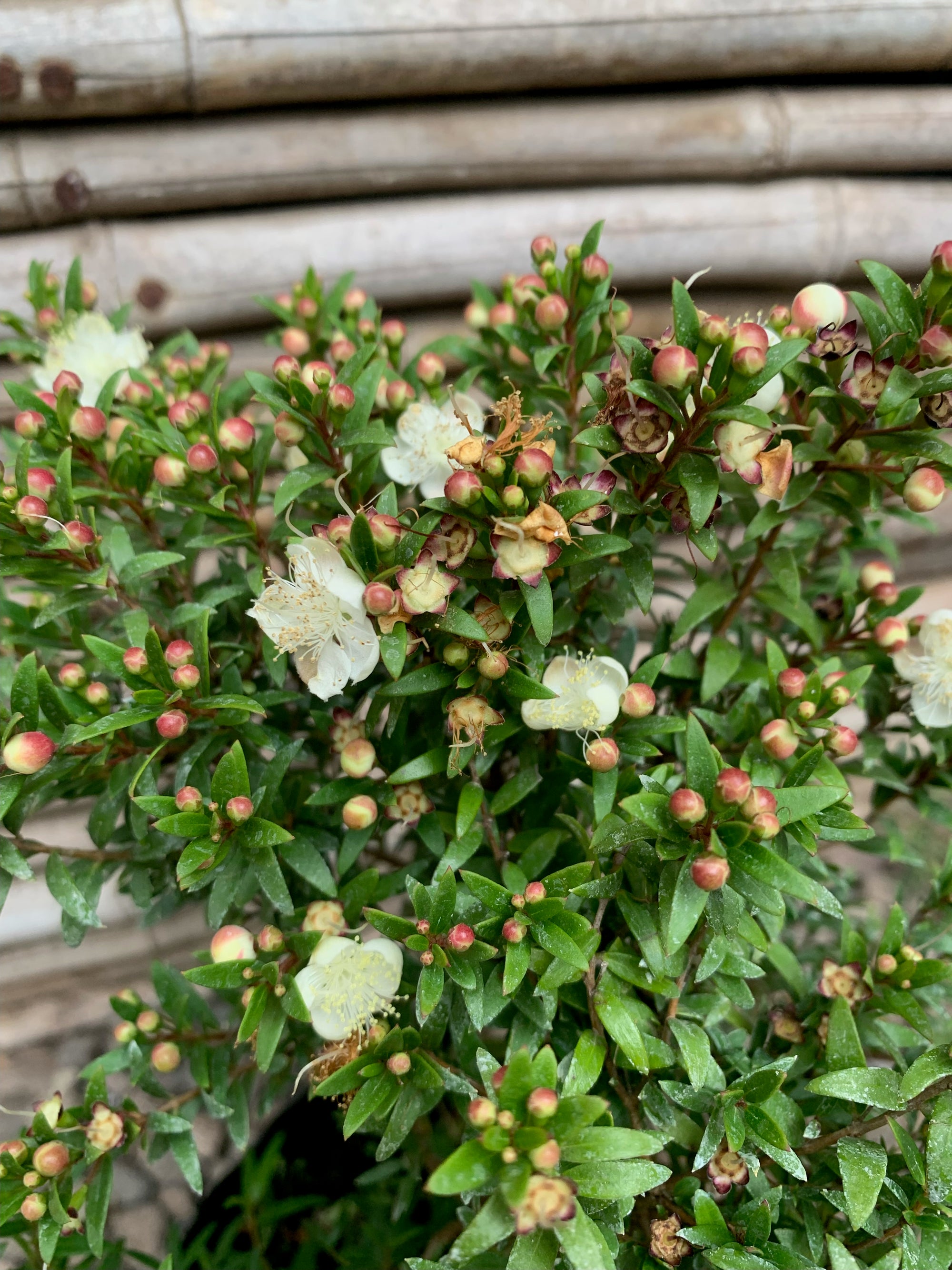 Mirto - Myrtus