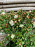 Mirto - Myrtus