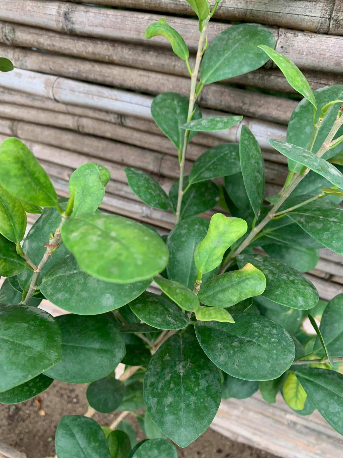 Ficus Moclame - Ficus microcarpa