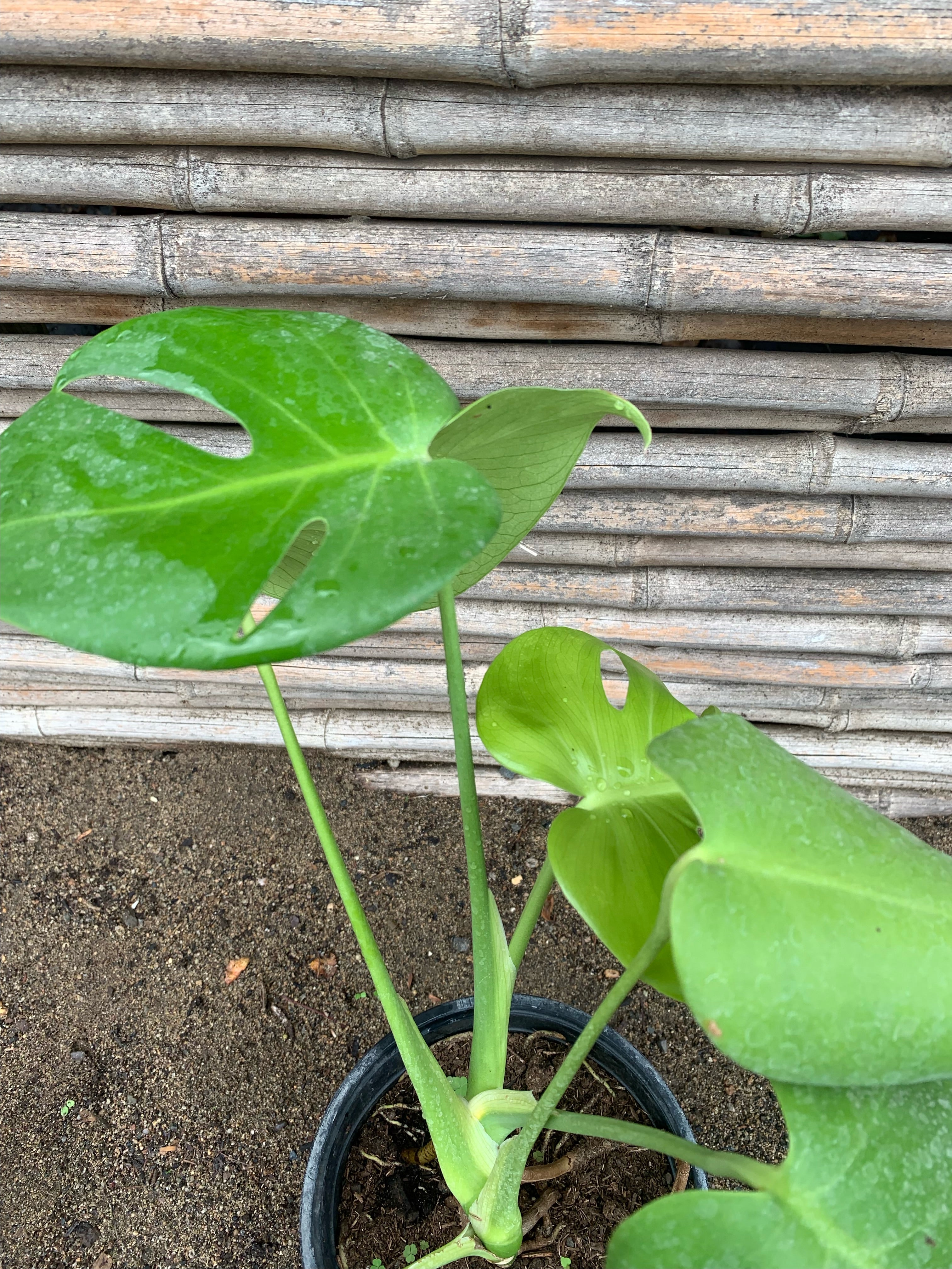 monstera deliciosa chile Philodendron Monstera - Monstera deliciosa (2)