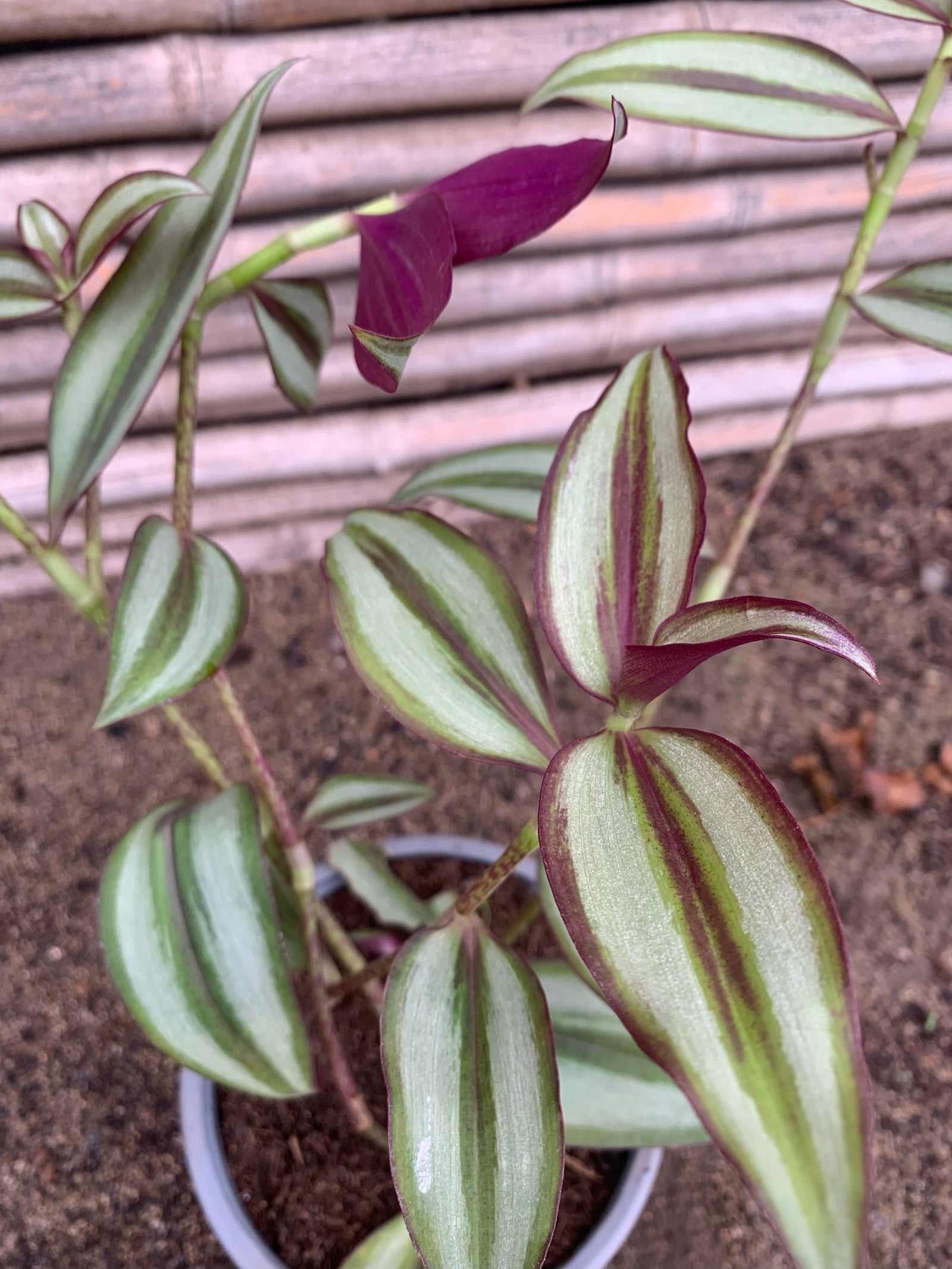 Tradescantia