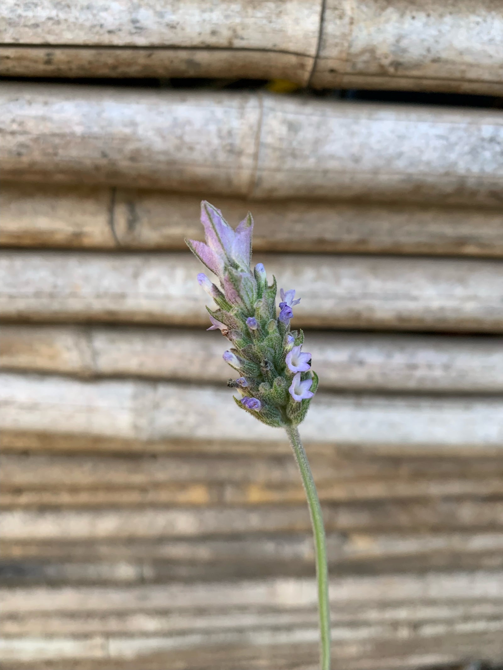 Lavanda Francesa - Lavándula Dentata (0.4-0.5m)