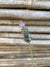 Lavanda Francesa - Lavándula Dentata (0.4-0.5m)