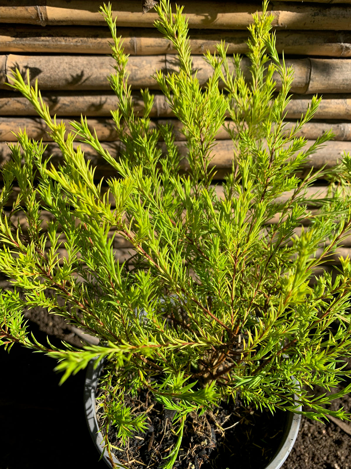 Diosma Arbustivo (0.2-0.3m)