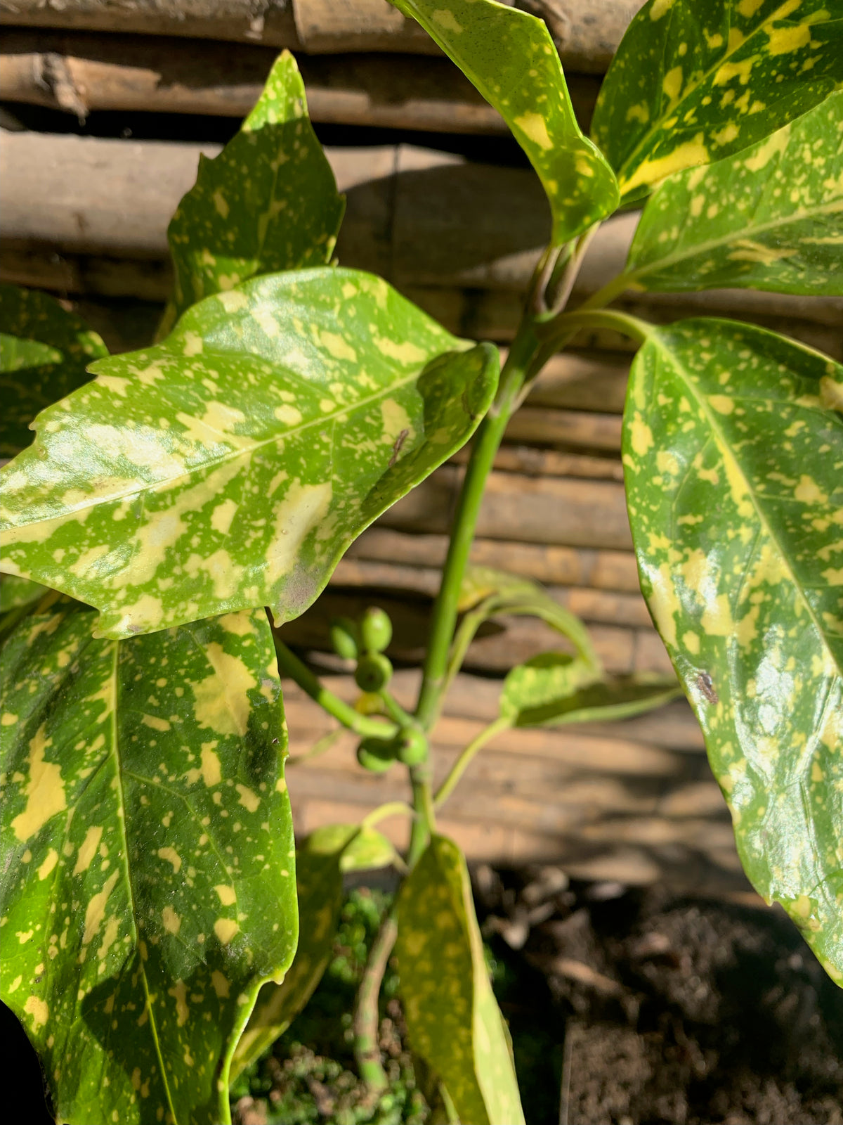 Aucuba Variegata