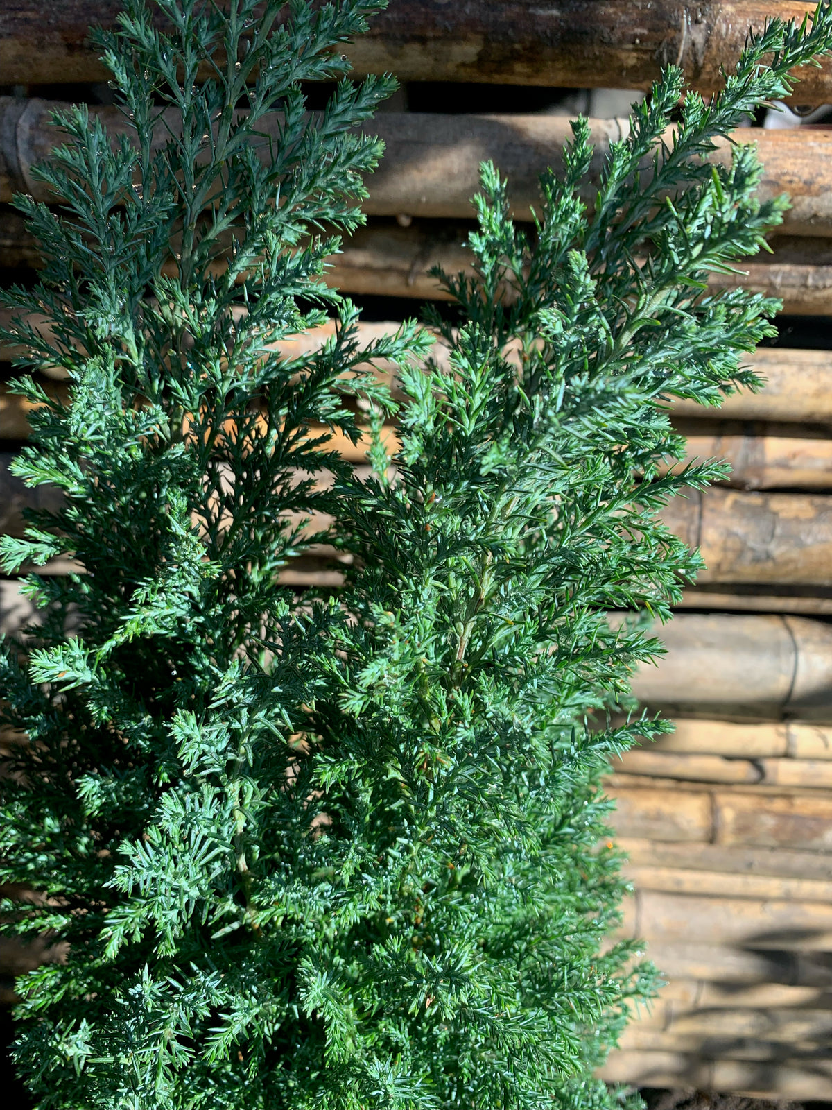 Chamaecyparis Elwoodi - Chamaecyparis lawsoniana " Elwoodii"