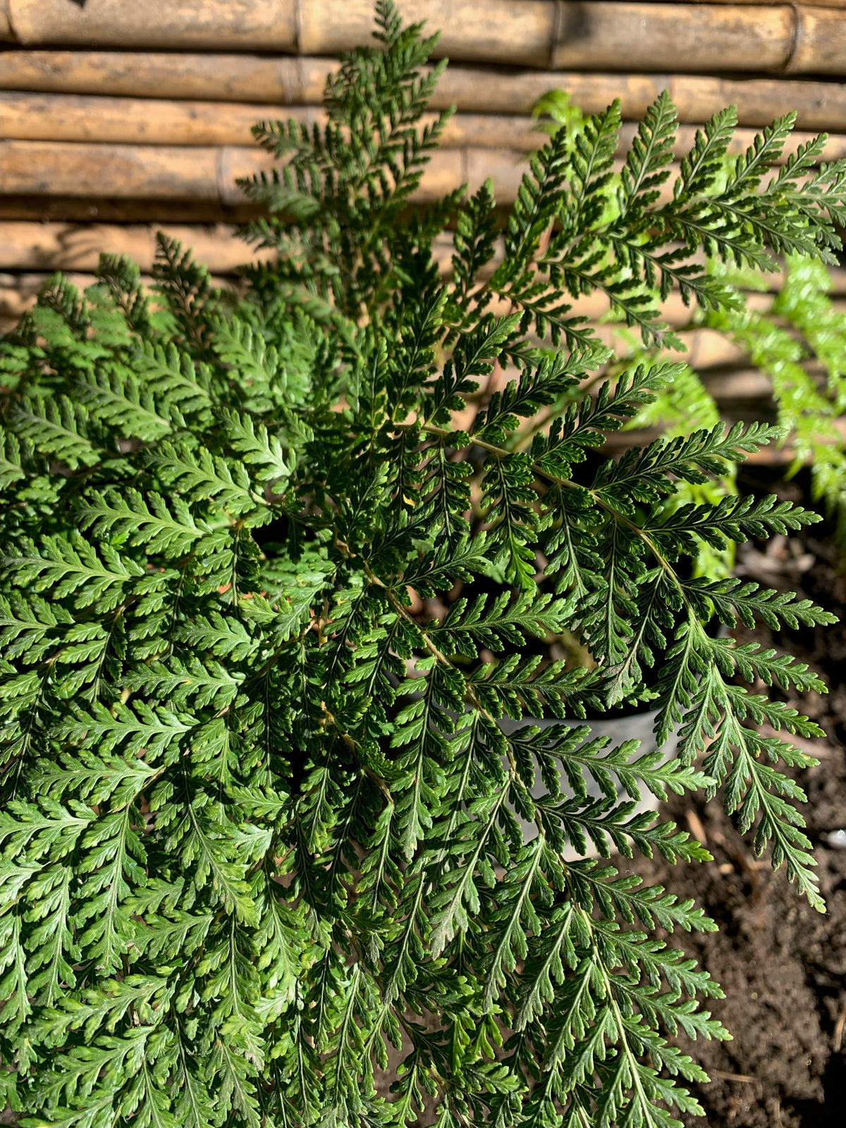 Helecho Paragua - Lophosoria Quadripinnata (1.2m)