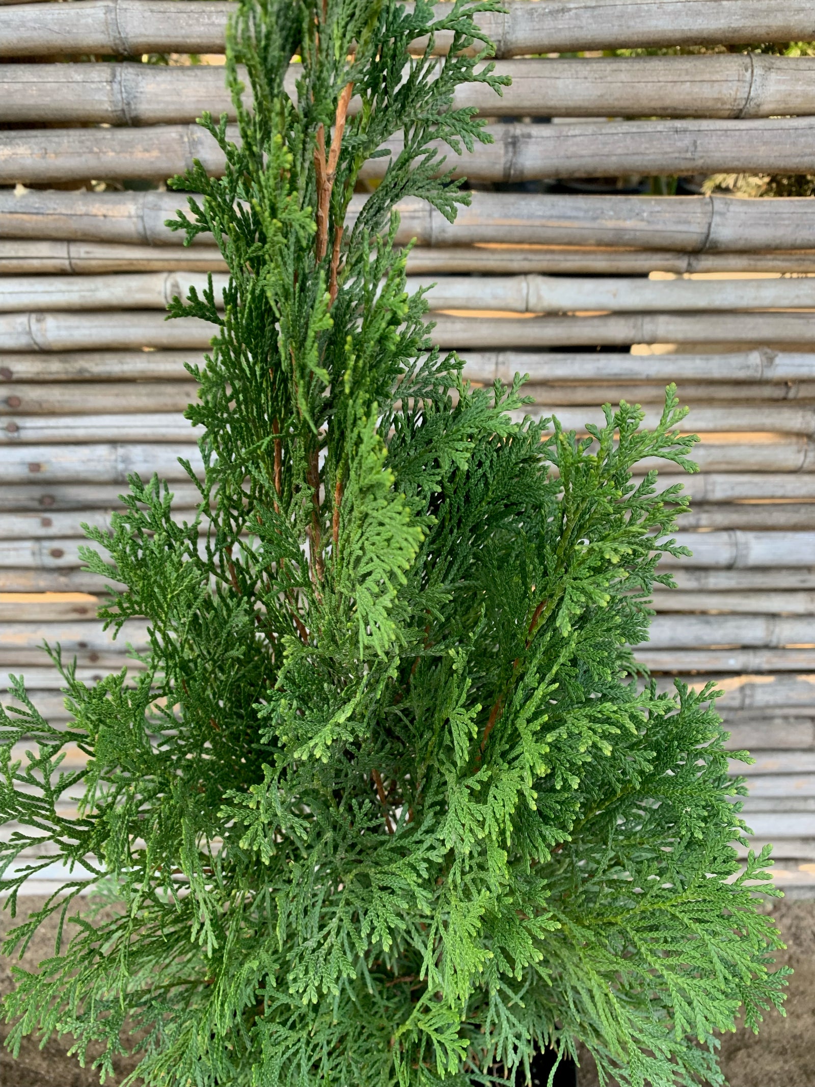 Thuja Occidentalis Smaragd (0.5-0.6m)