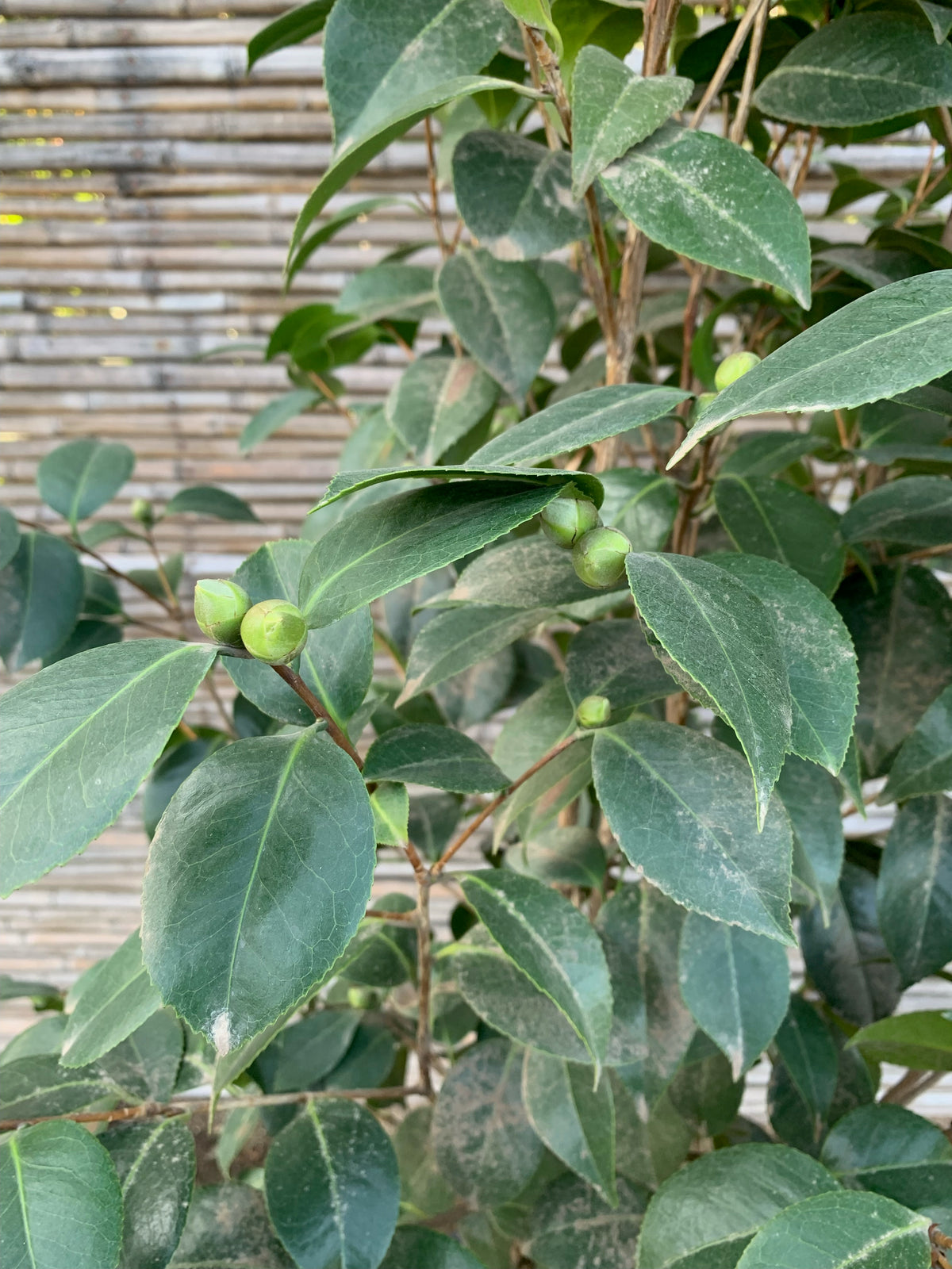 Camelia - Camelia Japónica (1.2-1.6m)