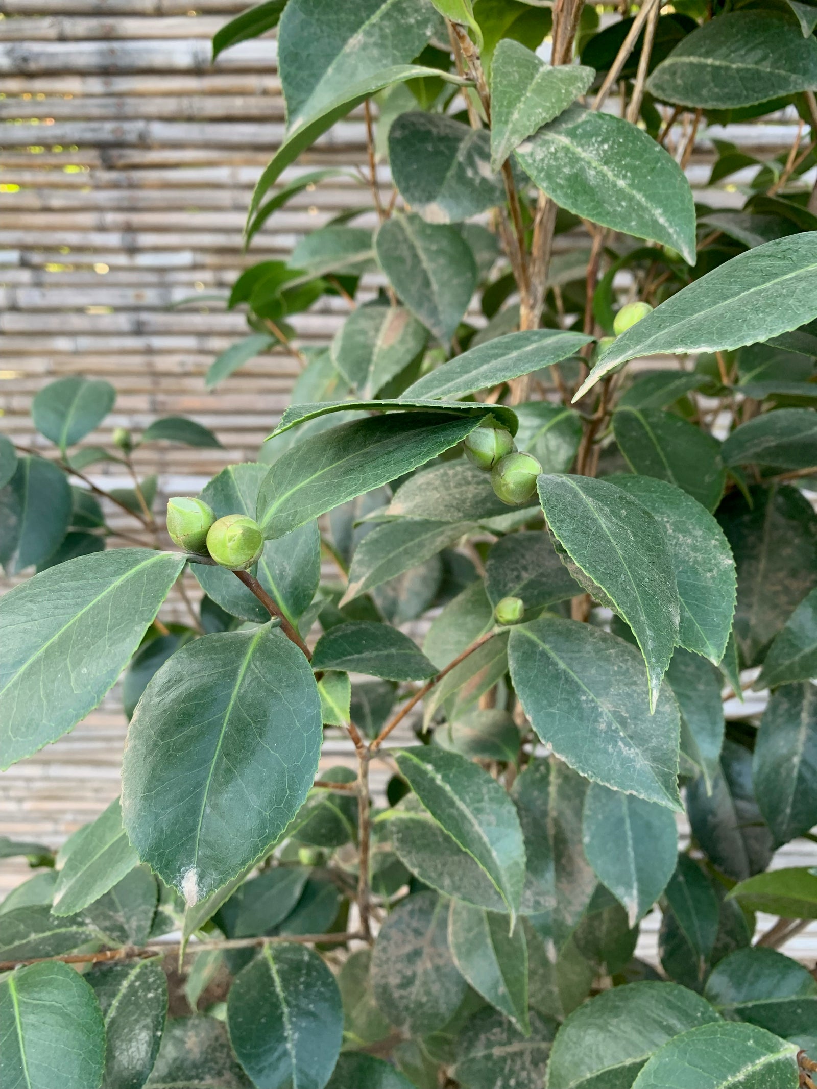 Camelia - Camelia Japónica (1.2-1.6m)