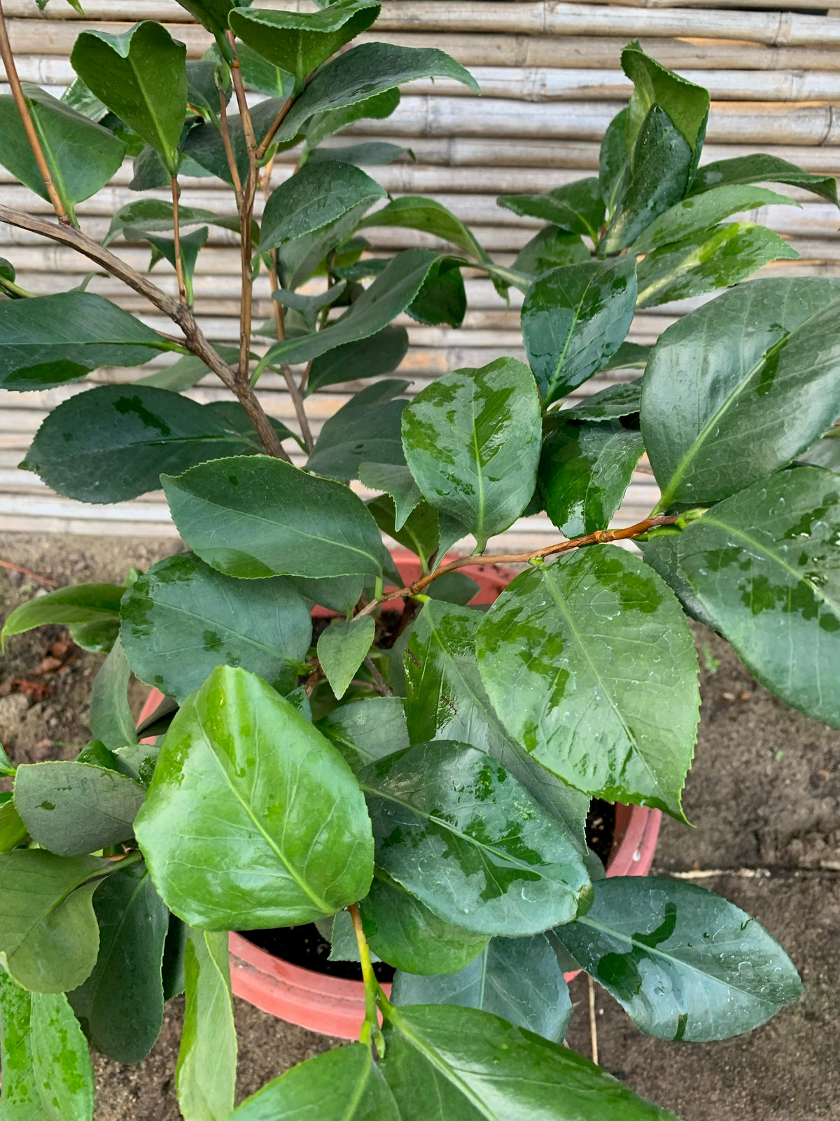 Camelia - Camelia Japónica (0.6-0.7m)