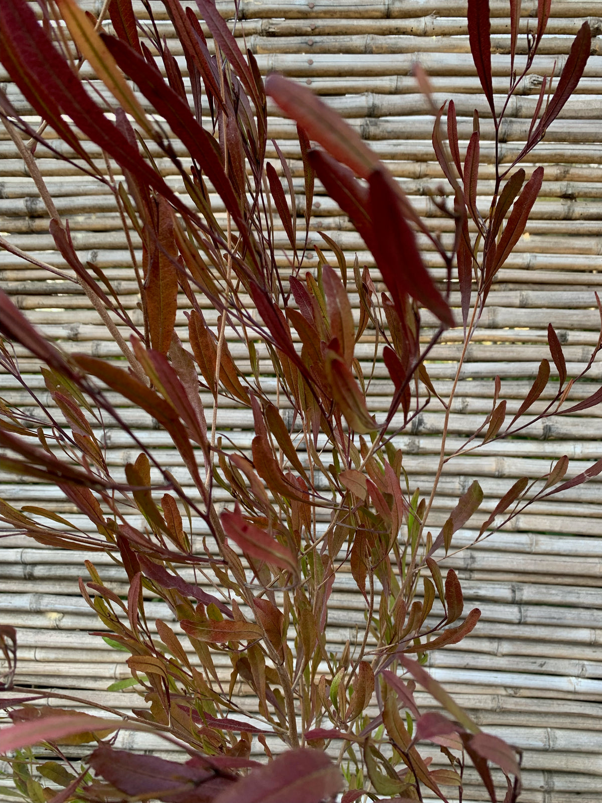 Stenocarpus Rojo - Stenocarpus Atropurpurea (1.6-2.0m)