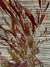 Stenocarpus Rojo - Stenocarpus Atropurpurea (1.6-2.0m)