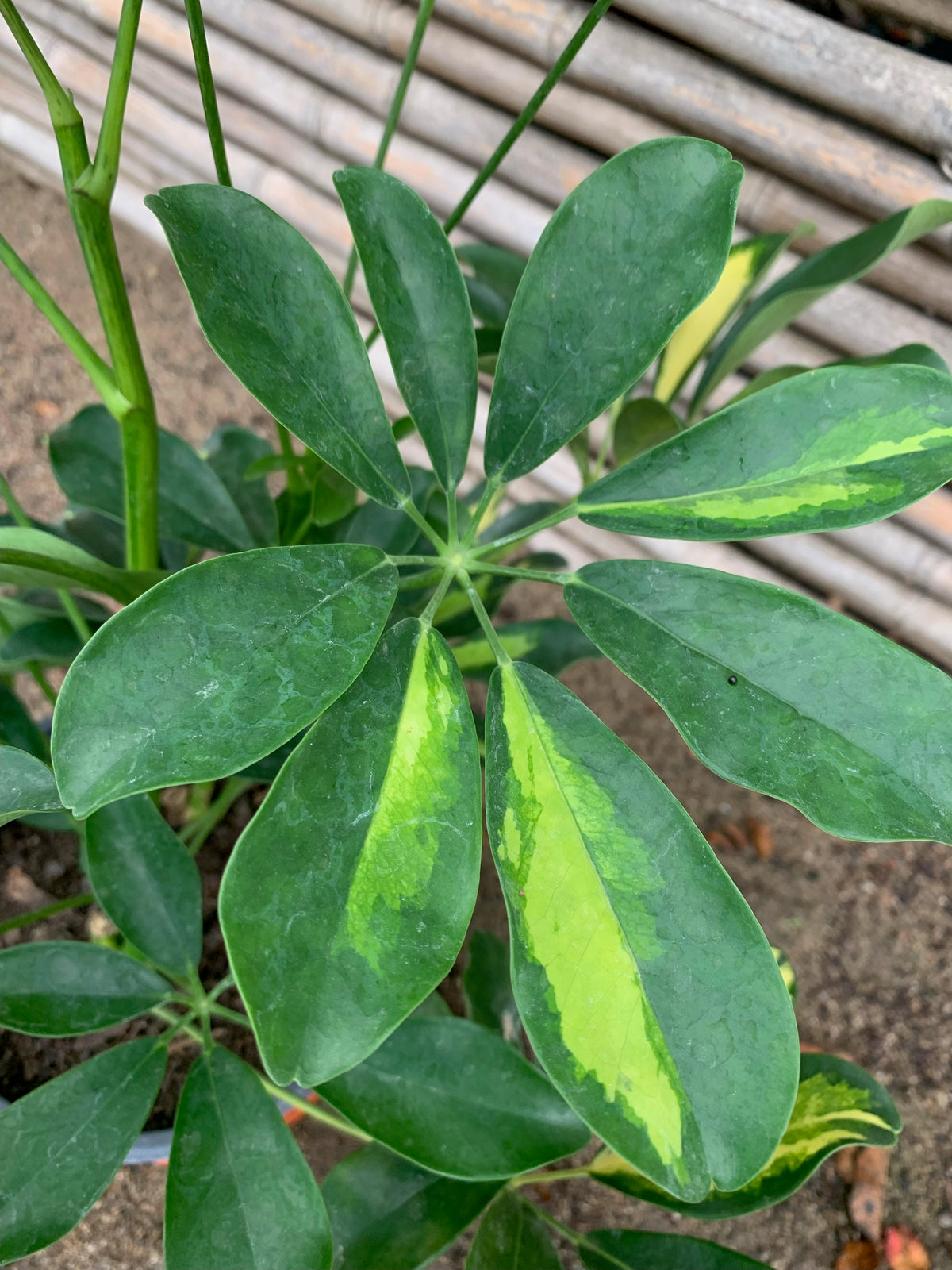 Cheflera - Schefflera arboricola