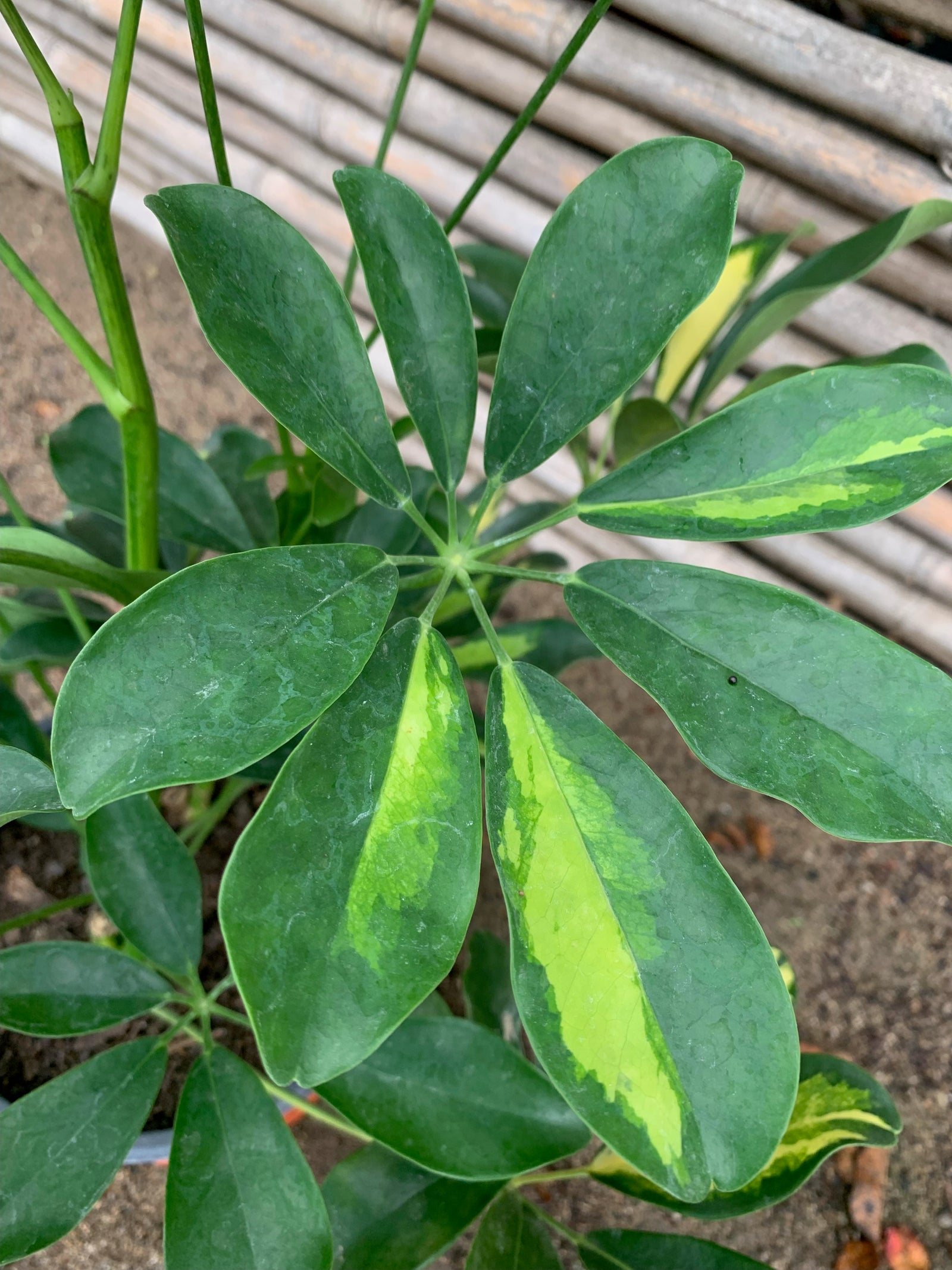 Cheflera - Schefflera arboricola