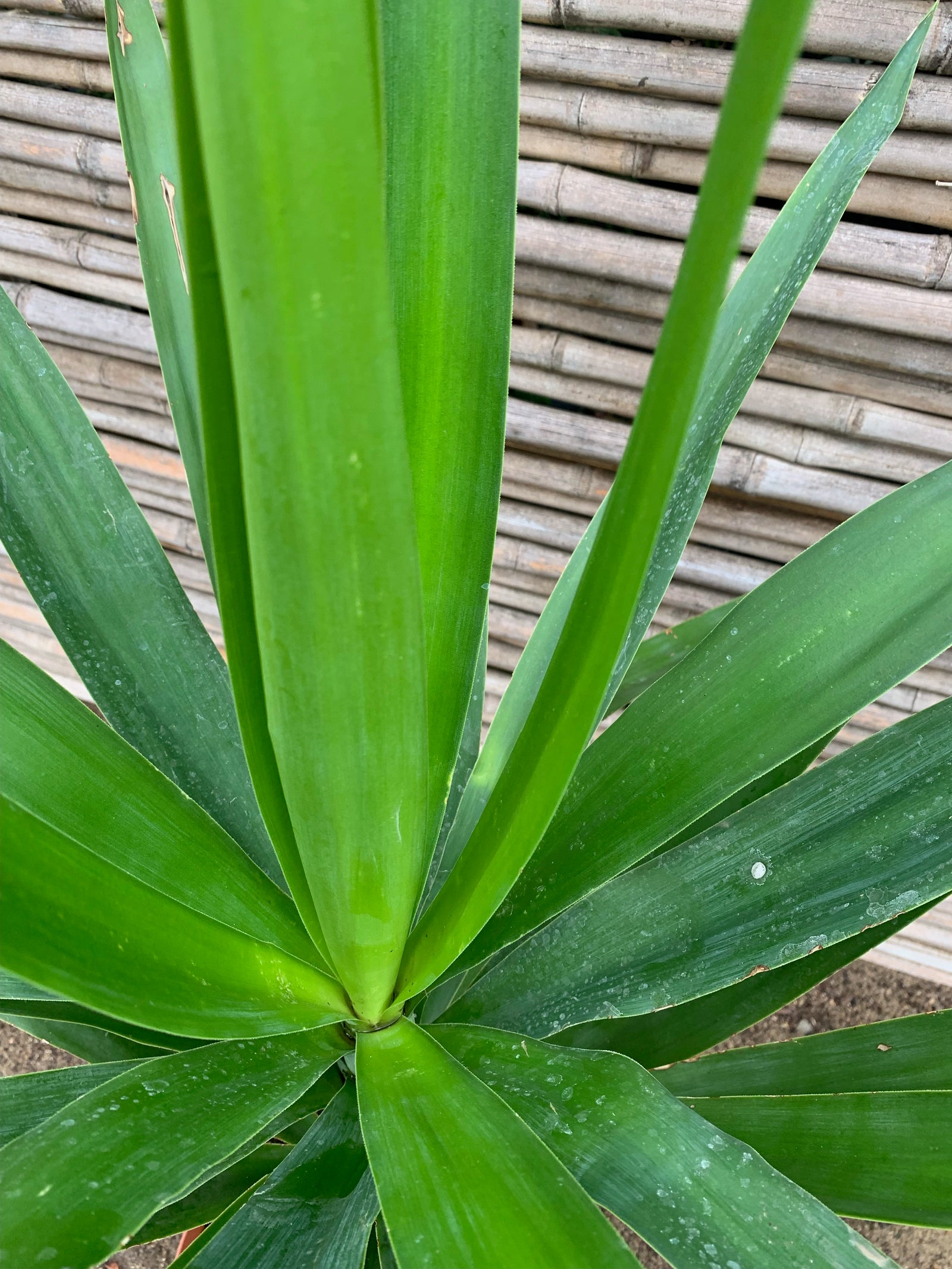 Yucca (0.8m)