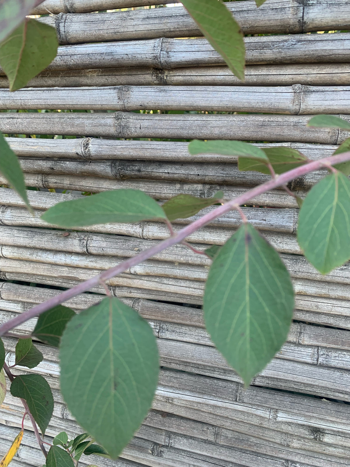 Maqui - Aristotelia chilensis