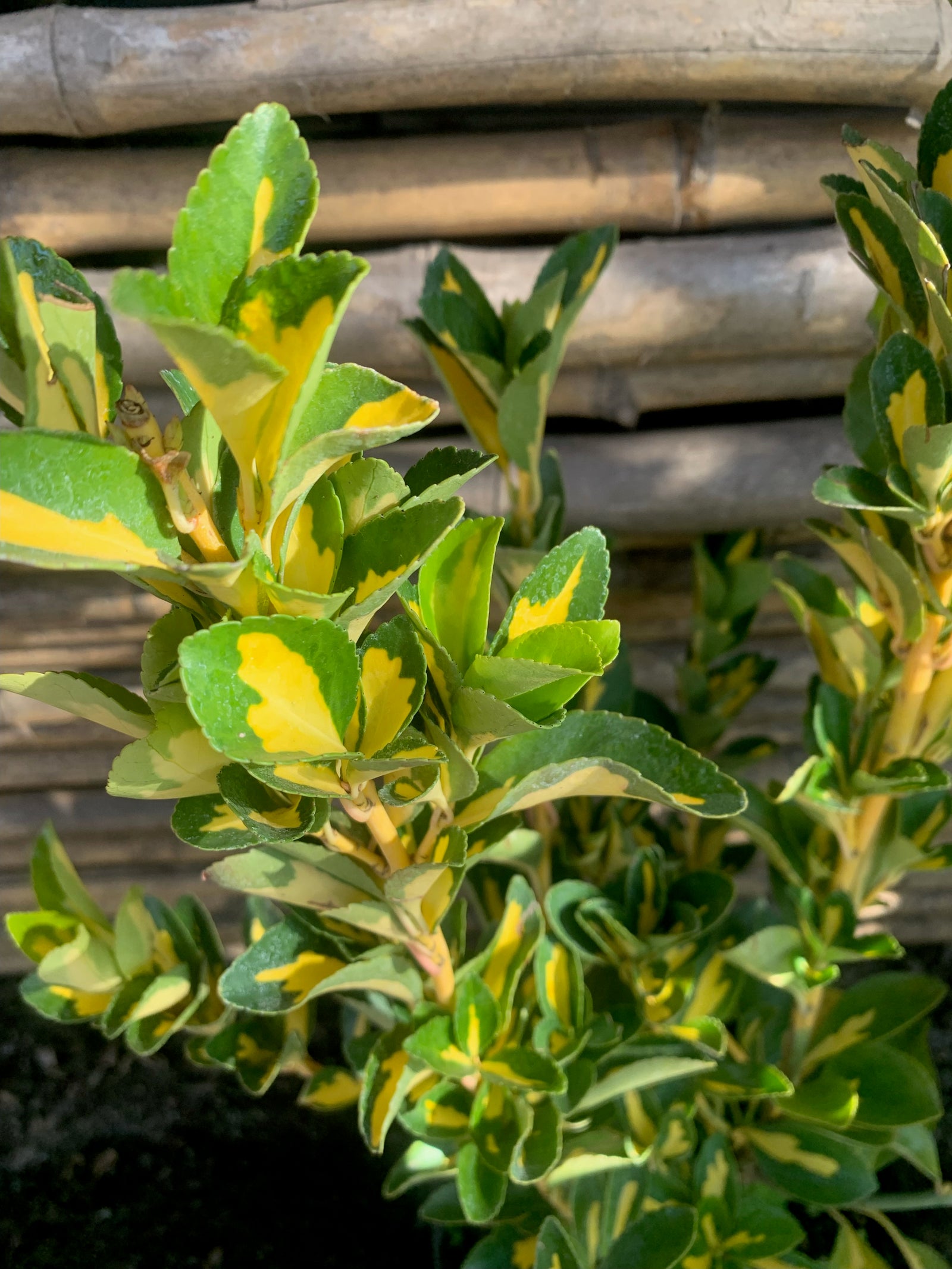 Evónimo Yema de Huevo - Euonymus Japonicus Variegata (0.4-0.6 m)