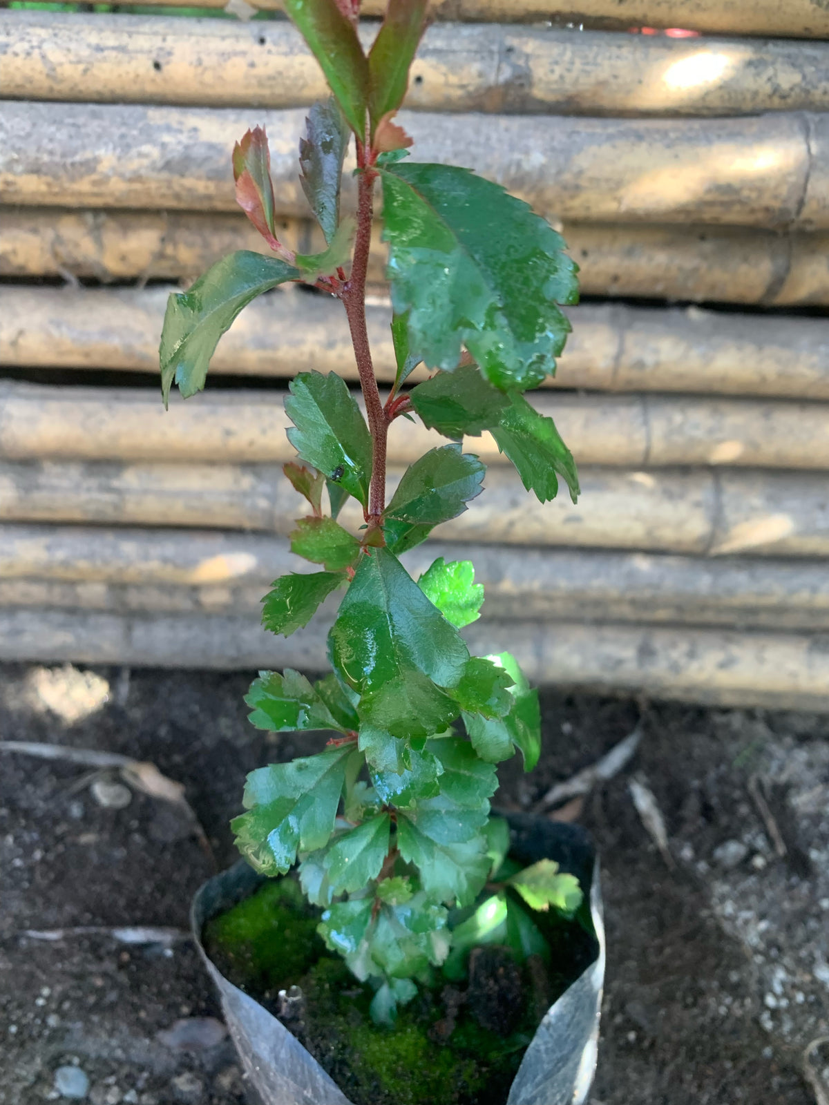 Crateus - Crateagus (0.2-0.3m)