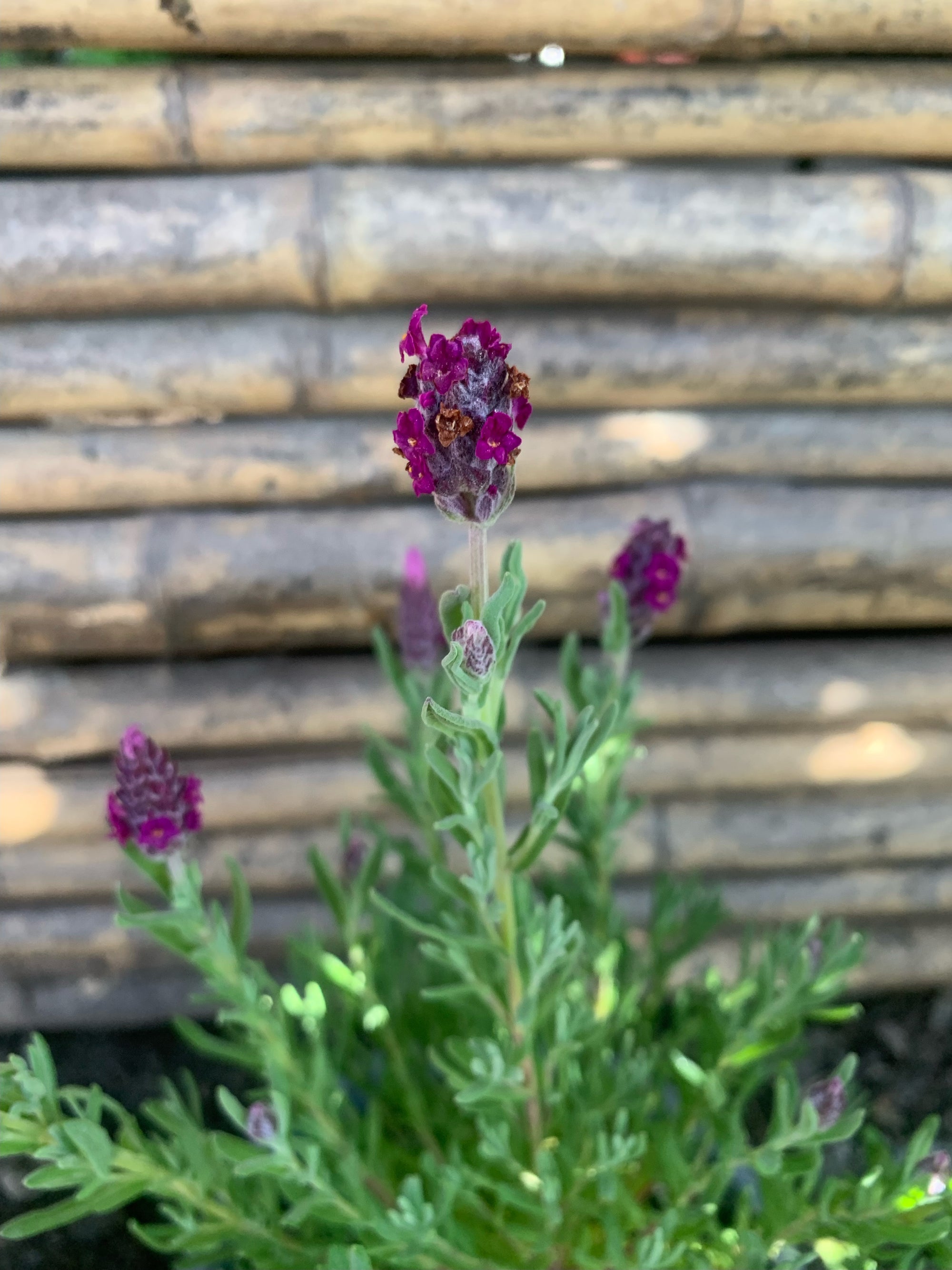 Lavanda Stoeacha - Lavándula Stoeachas  (0.20-0.25 m) Morada