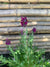 Lavanda Stoeacha - Lavándula Stoeachas  (0.20-0.25 m) Morada