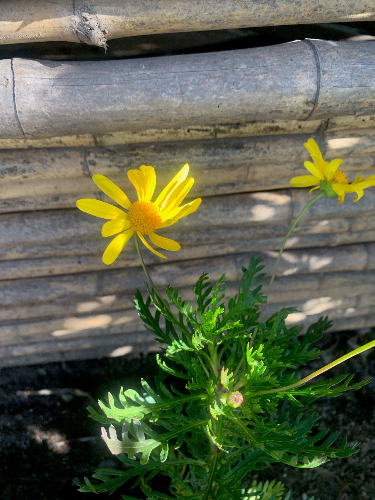 Paquerette Amarillo (0.3-0.4m)