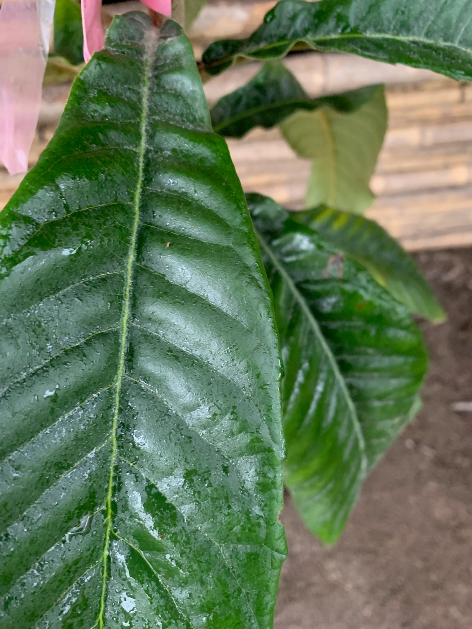 Níspero - Eriobotrya japonica