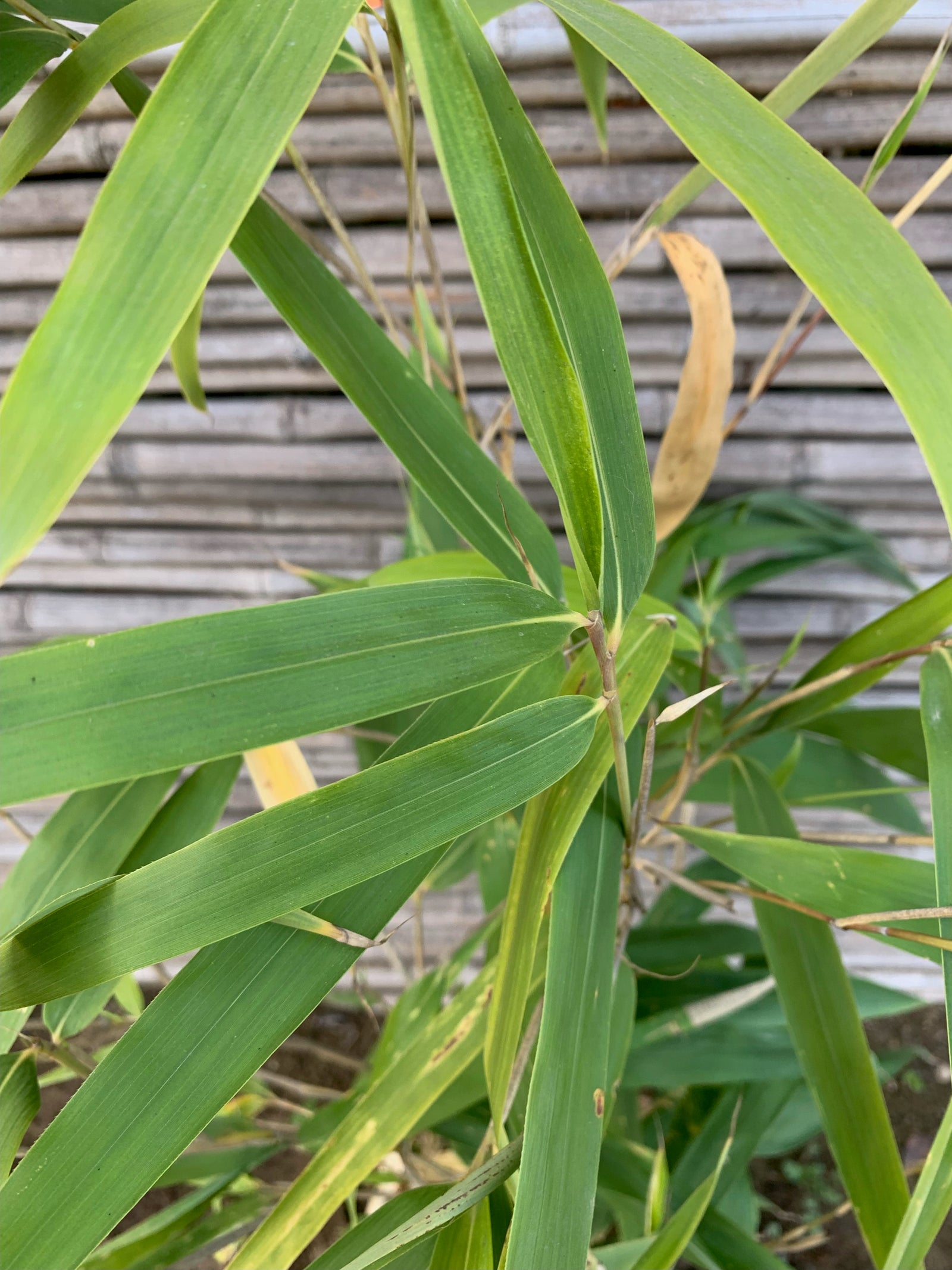 Bambú de Hoja Ancha - Indocalamus