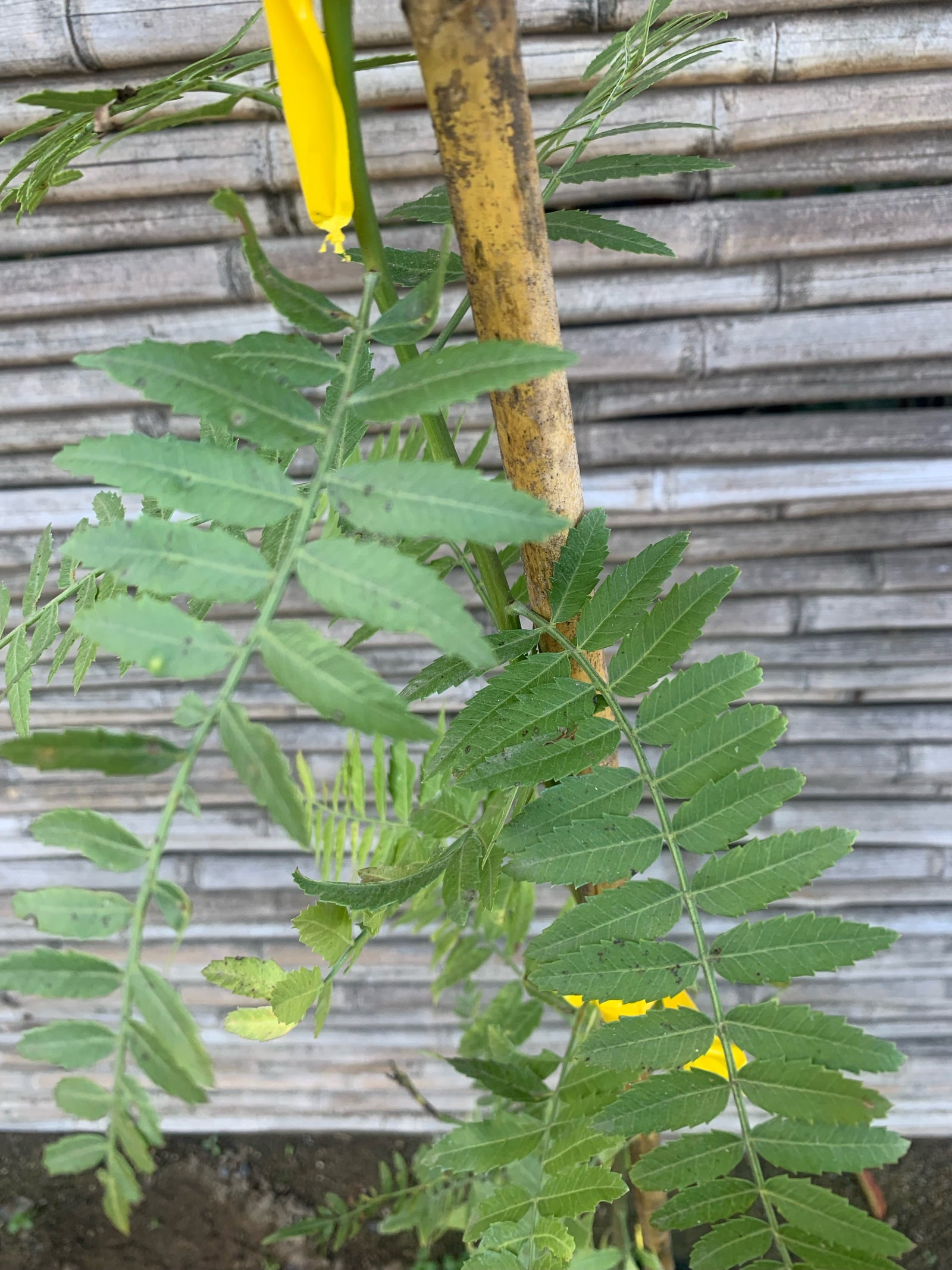 Pimiento - Schinus molle var. areira