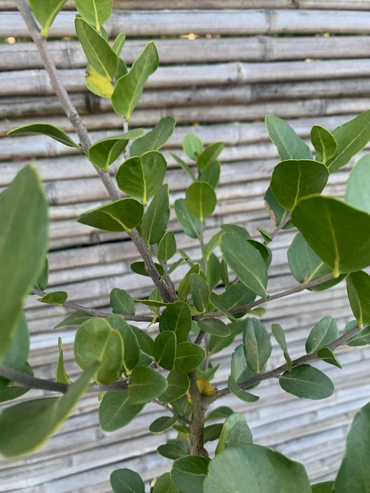 Quillay - Quillaja saponaria (1.0-1.5m)