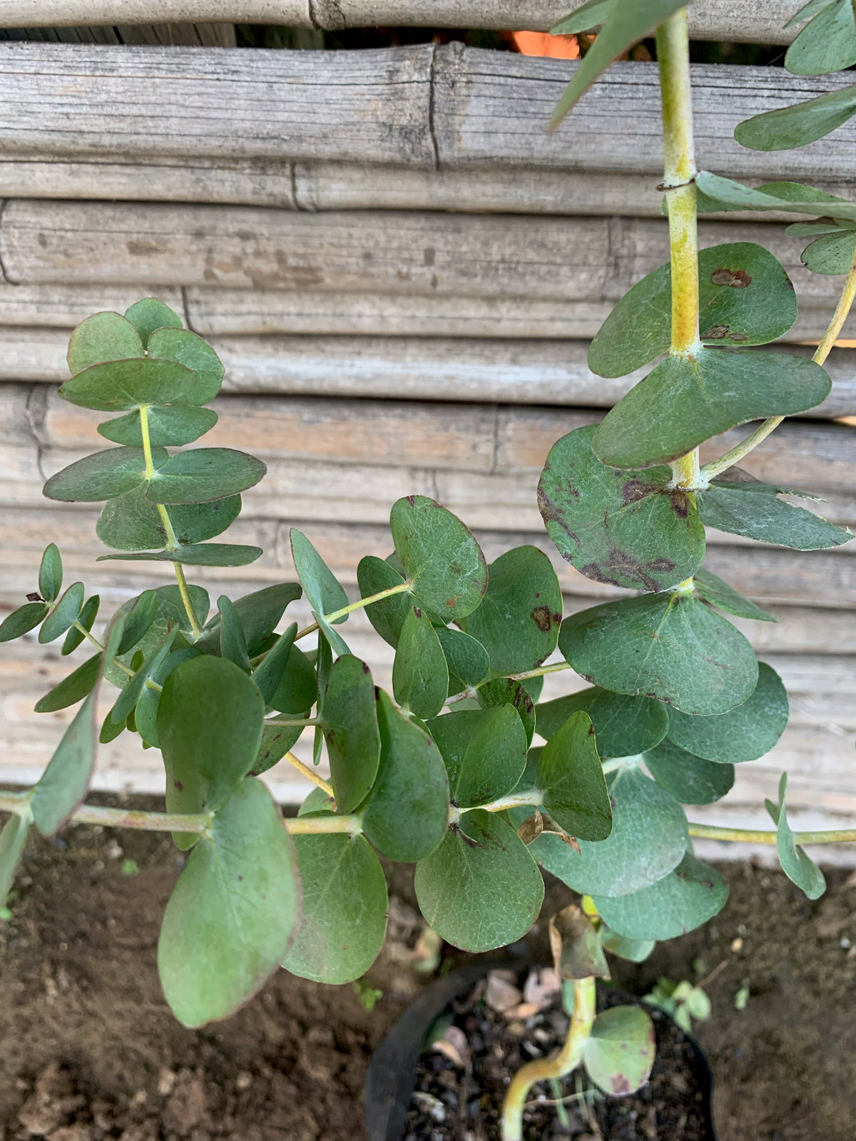 Eucalipto Dólar - Eucalyptus Cinerea