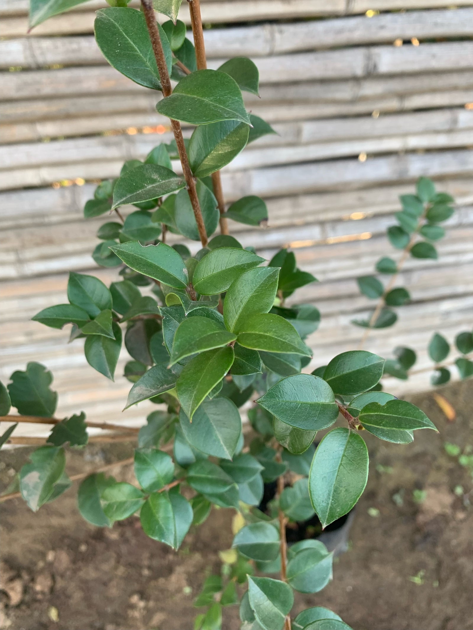 Arrayán - Luma apiculata