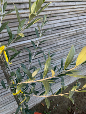 Olivo (1.1-1.4m)