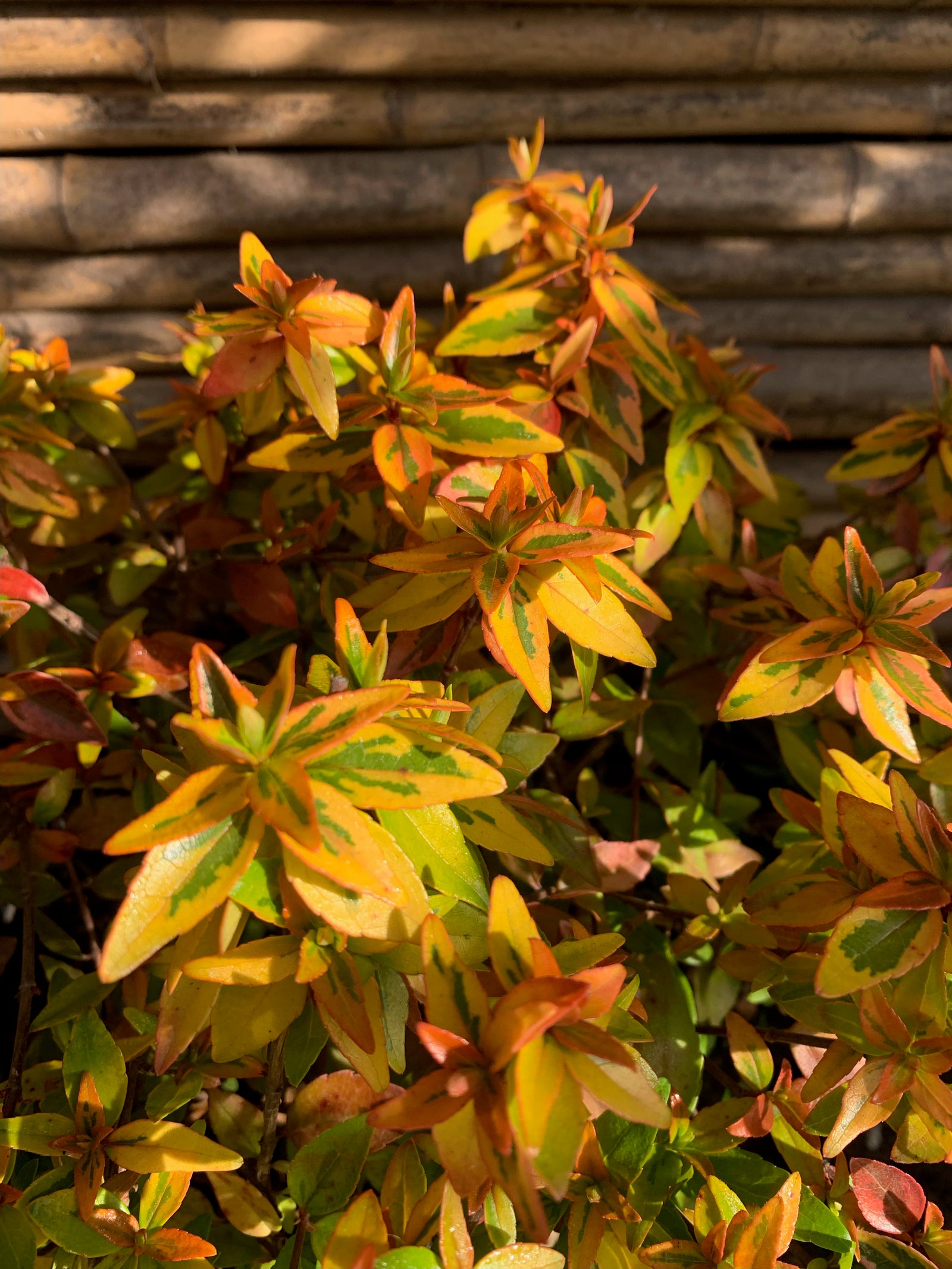 Abelia Golden