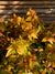 Abelia Golden