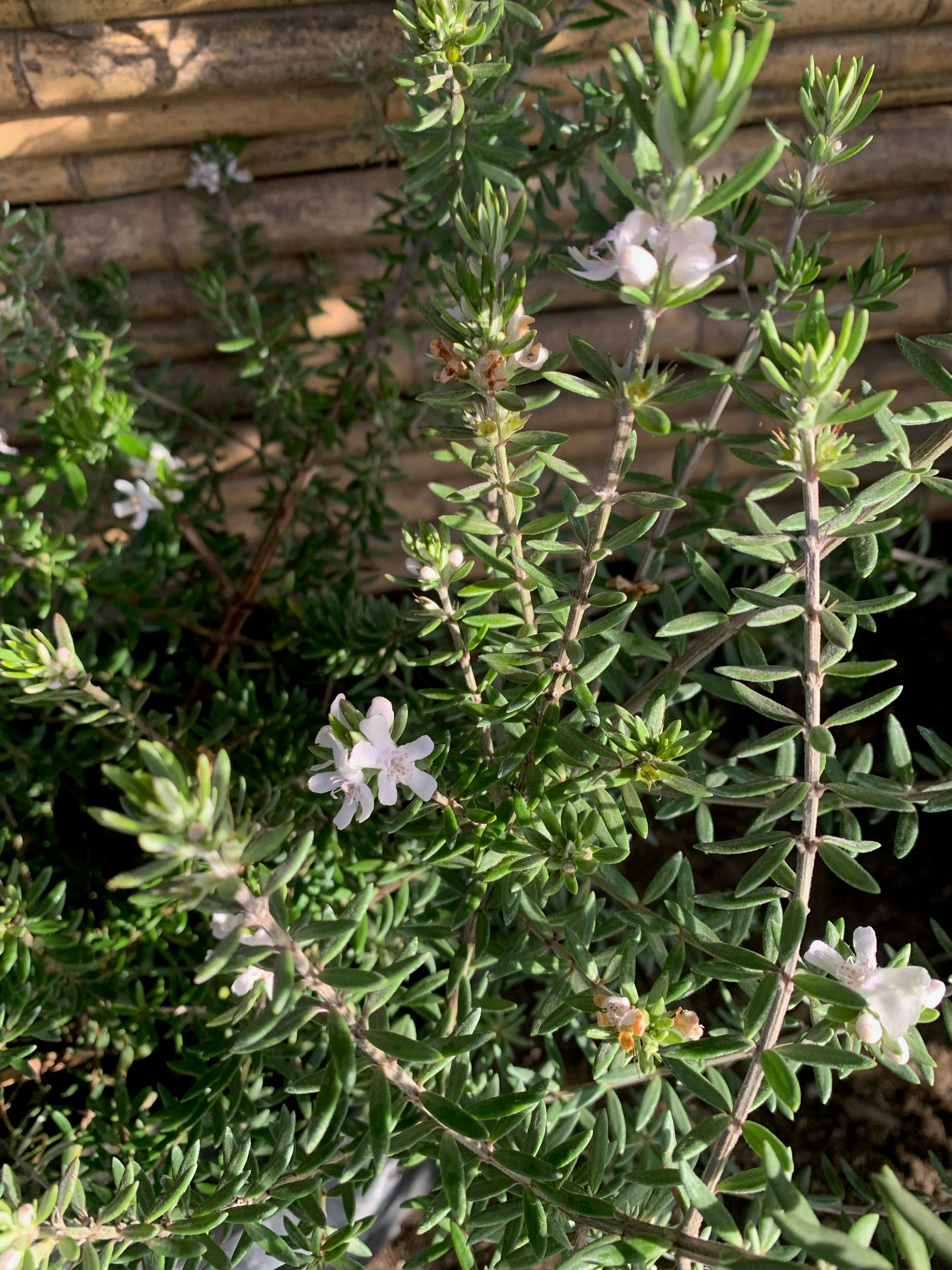 Westringia Blanca (0.3-0.5 m)
