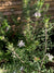 Westringia Blanca (0.3-0.5 m)
