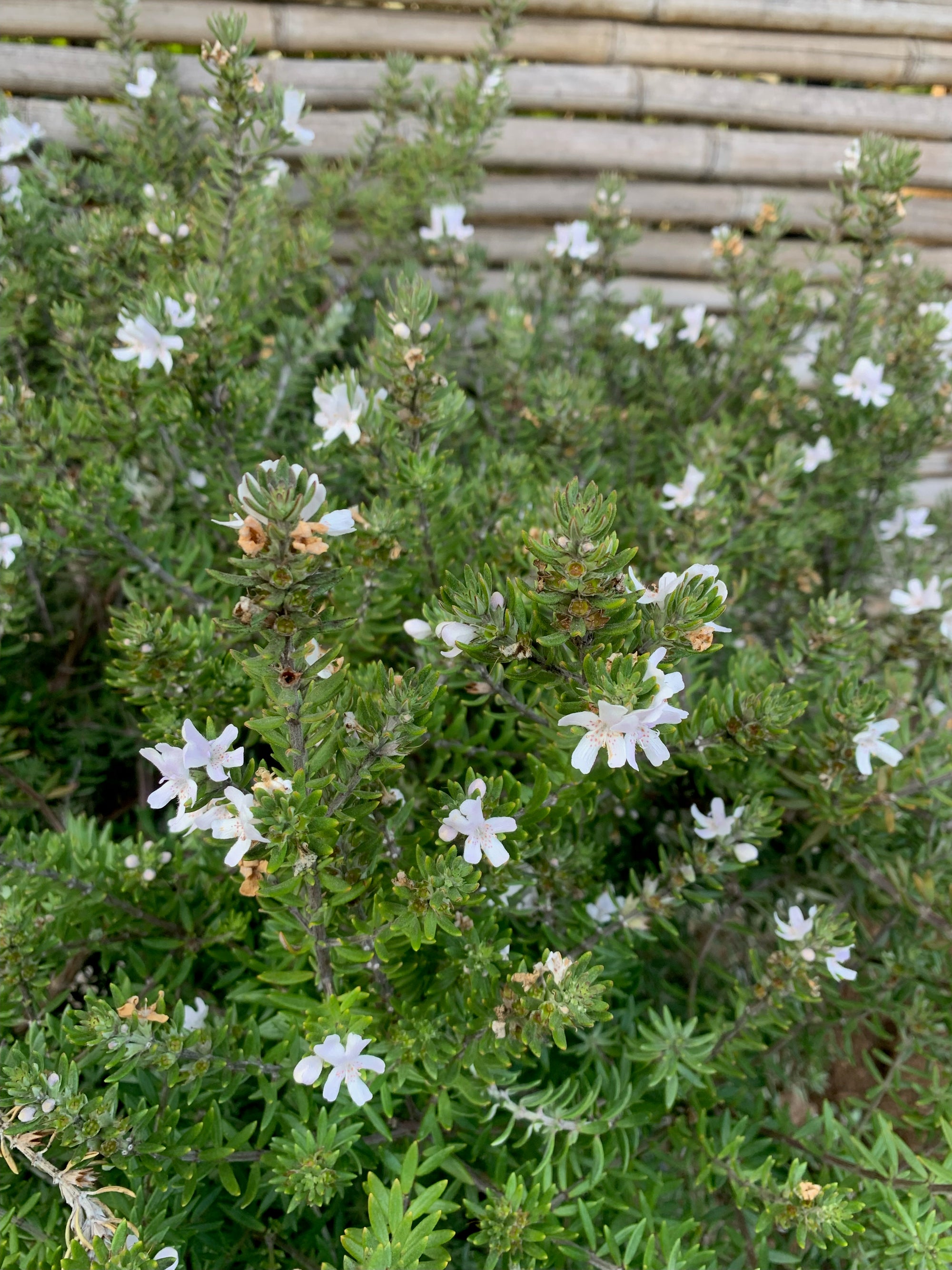 Westringia Blanca (0.5-0.6m)