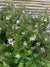Westringia Blanca (0.5-0.6m)
