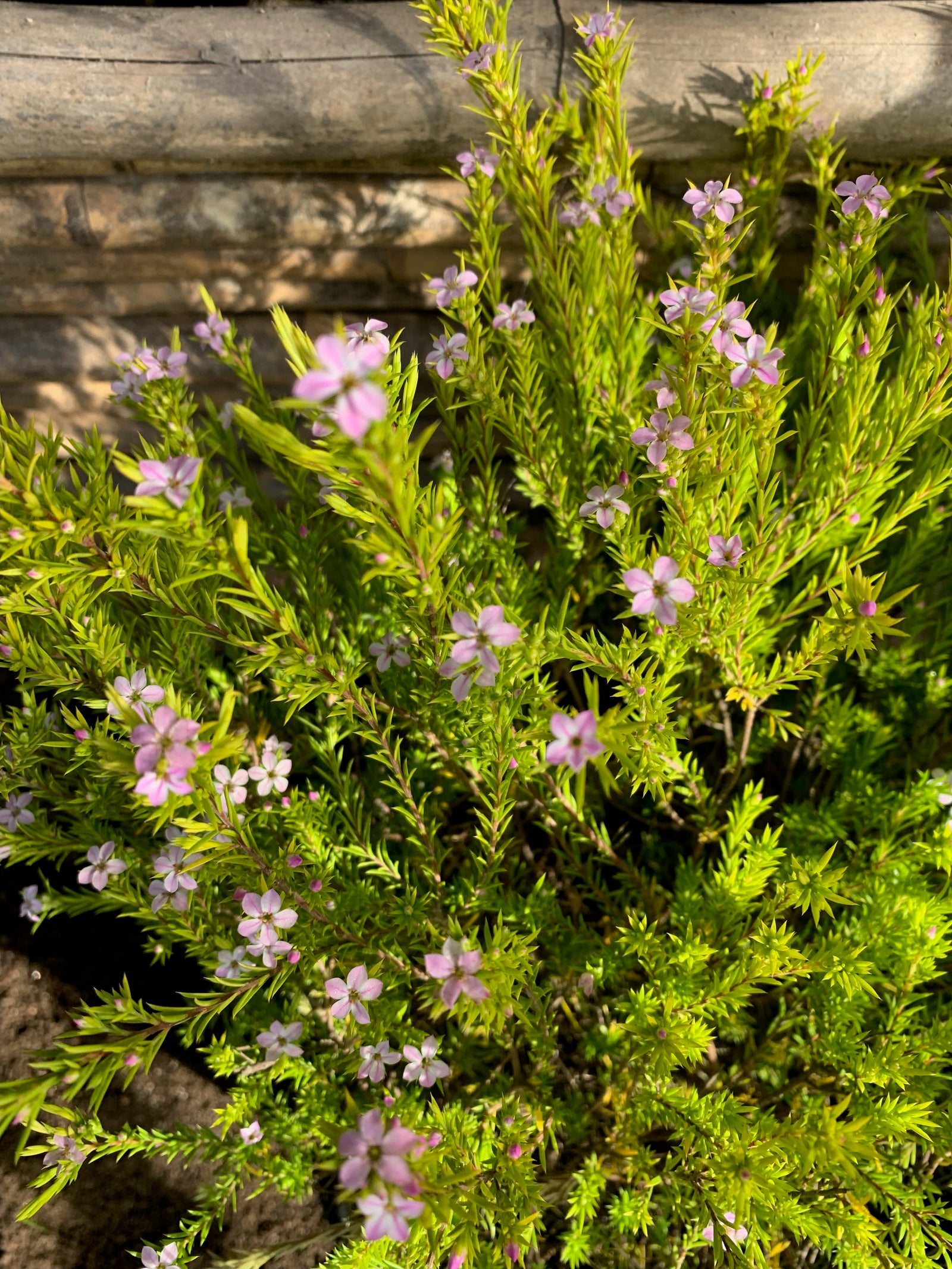 Diosma Arbustivo (0.4-0.5m)