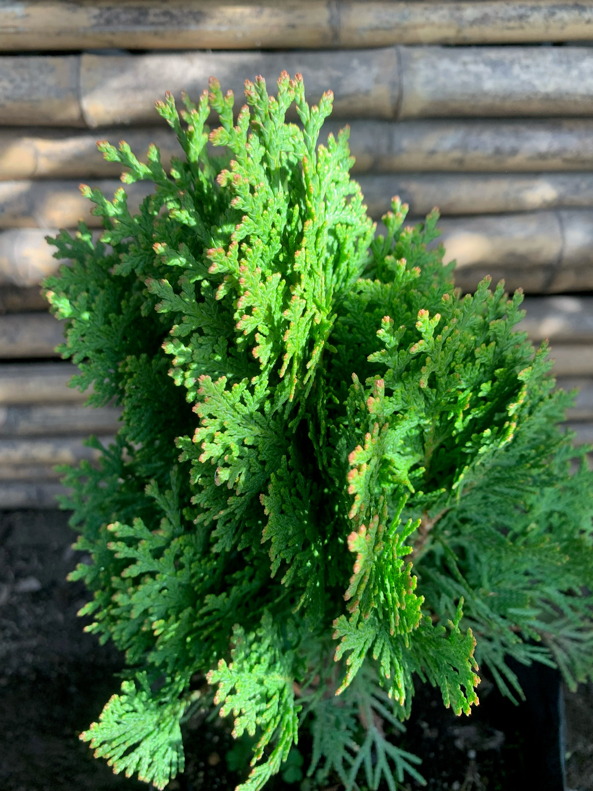 Thuja Occidentalis Dánica