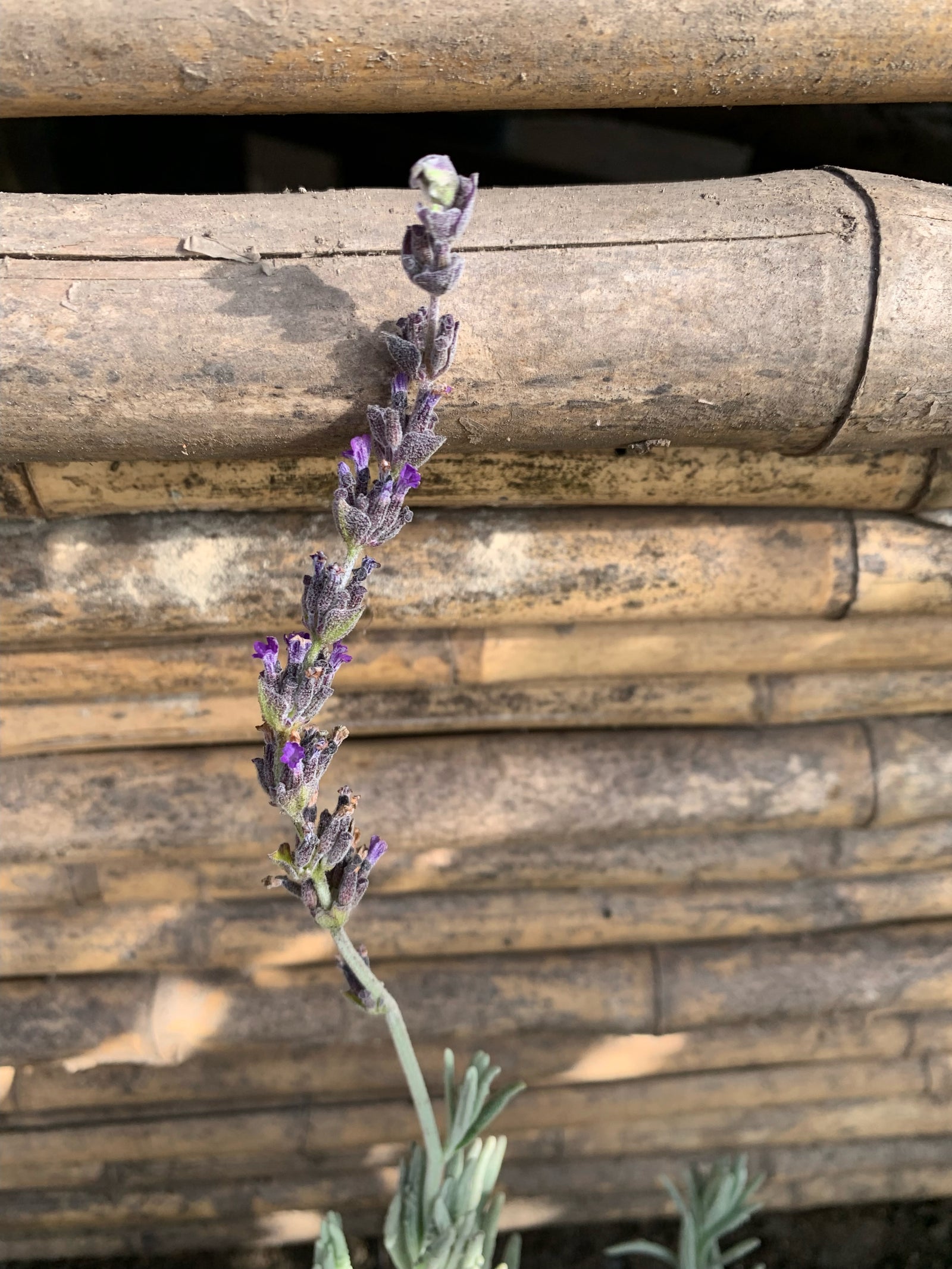 Lavanda Goodwin Creek