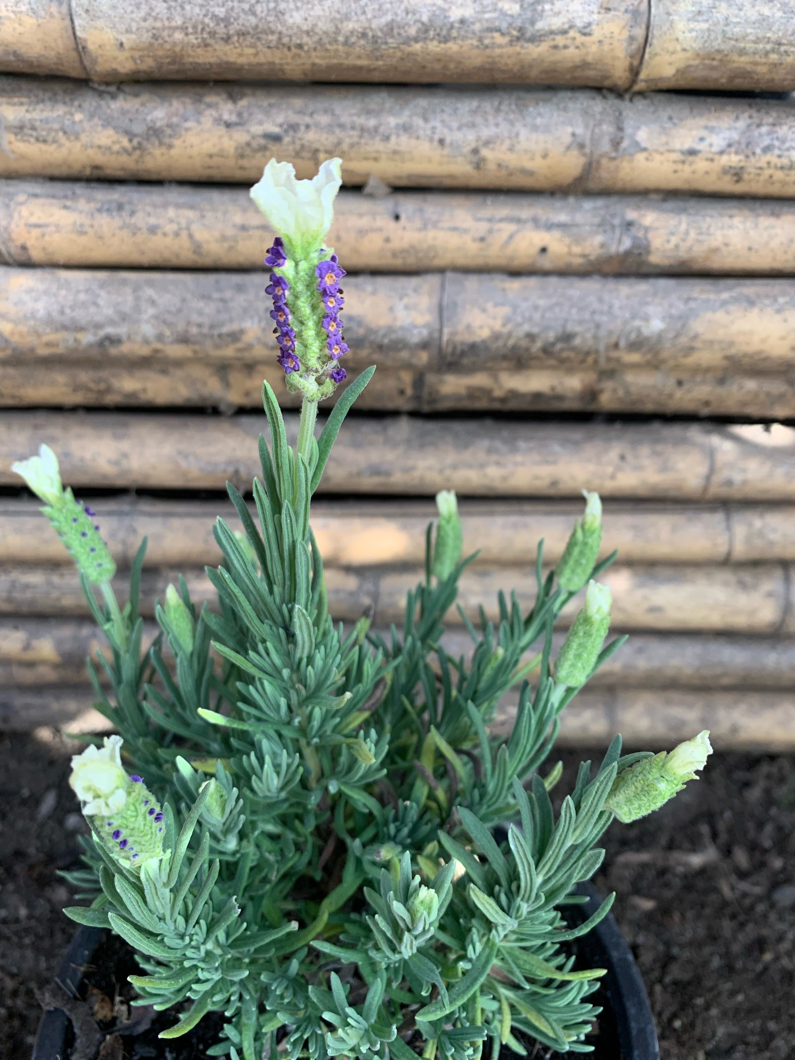 Lavanda Stoeacha - Lavándula Stoeachas  (0.2-0.3 m) Blanca