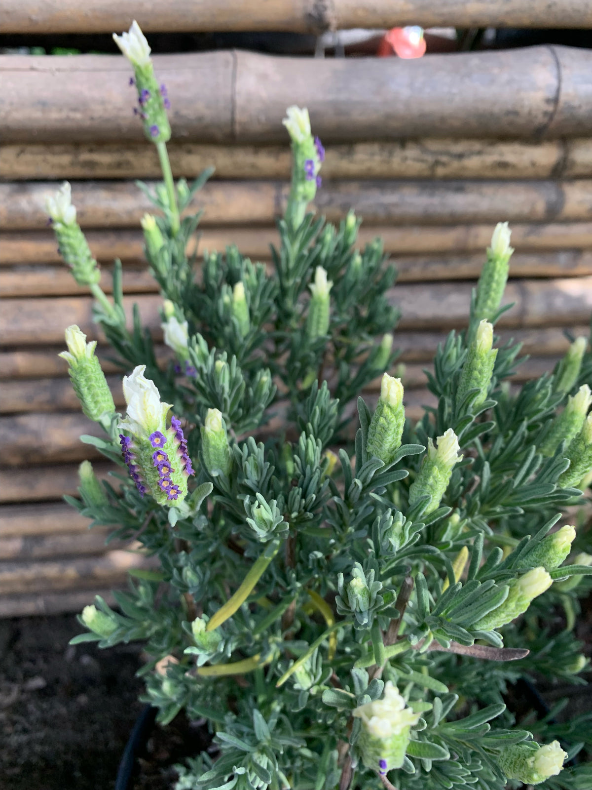 Lavanda Stoeacha - Lavándula Stoeachas  (0.2-0.4 m) Blanca
