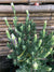 Lavanda Stoeacha - Lavándula Stoeachas  (0.2-0.4 m) Blanca