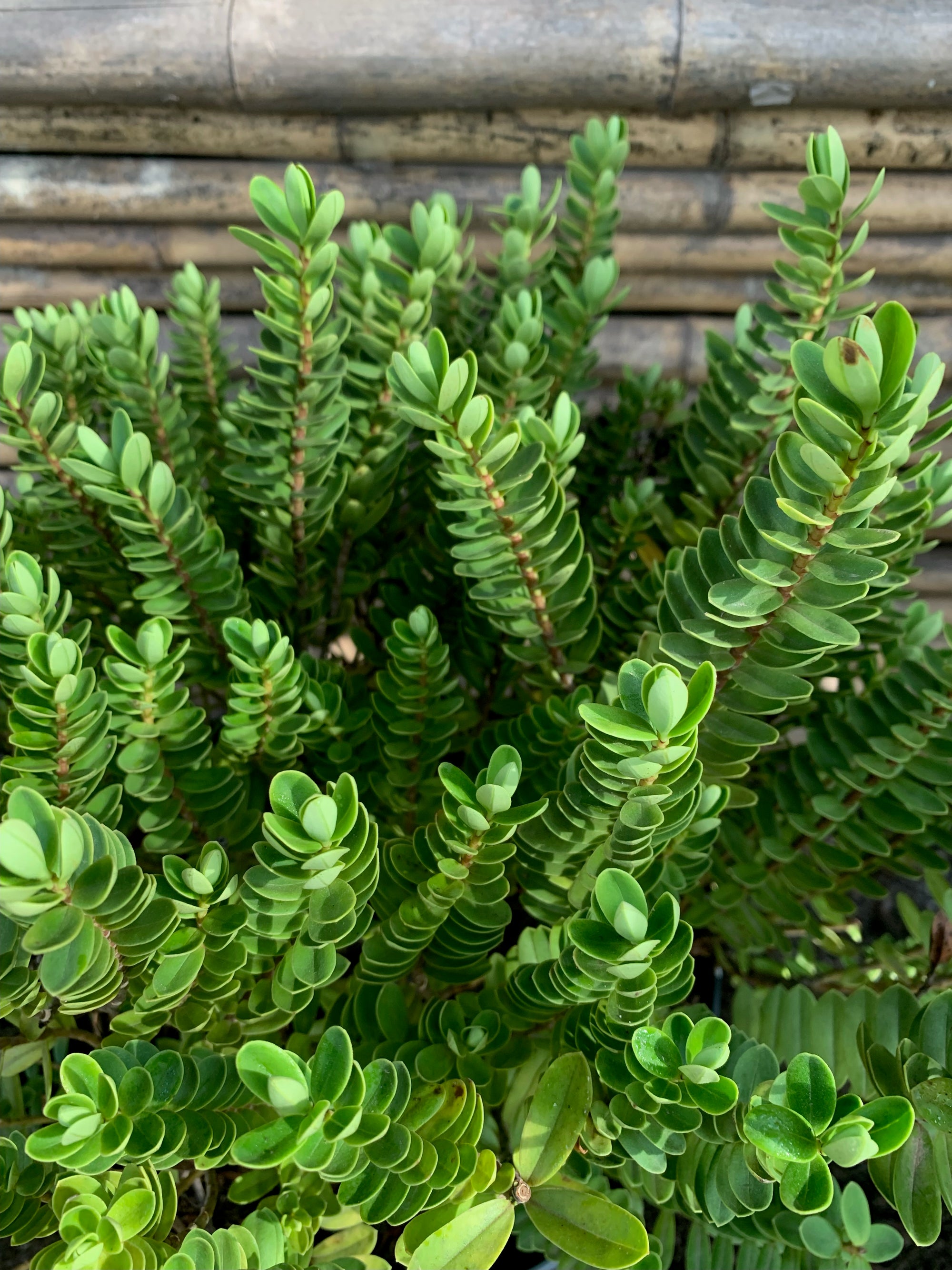 Verónica Compacta - Hebe buxifolia compacta