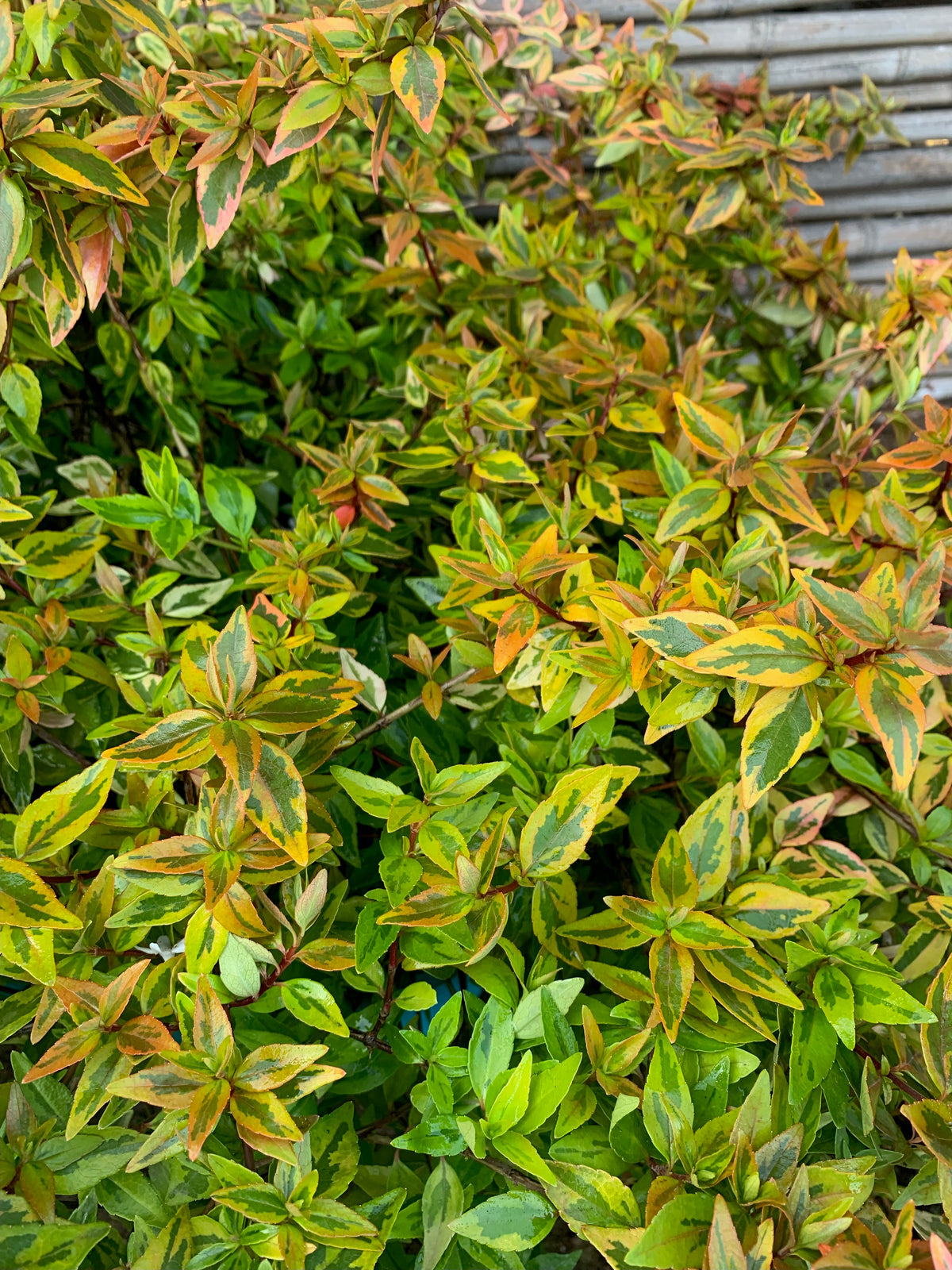 Abelia Rastrera - Abelia Variegata